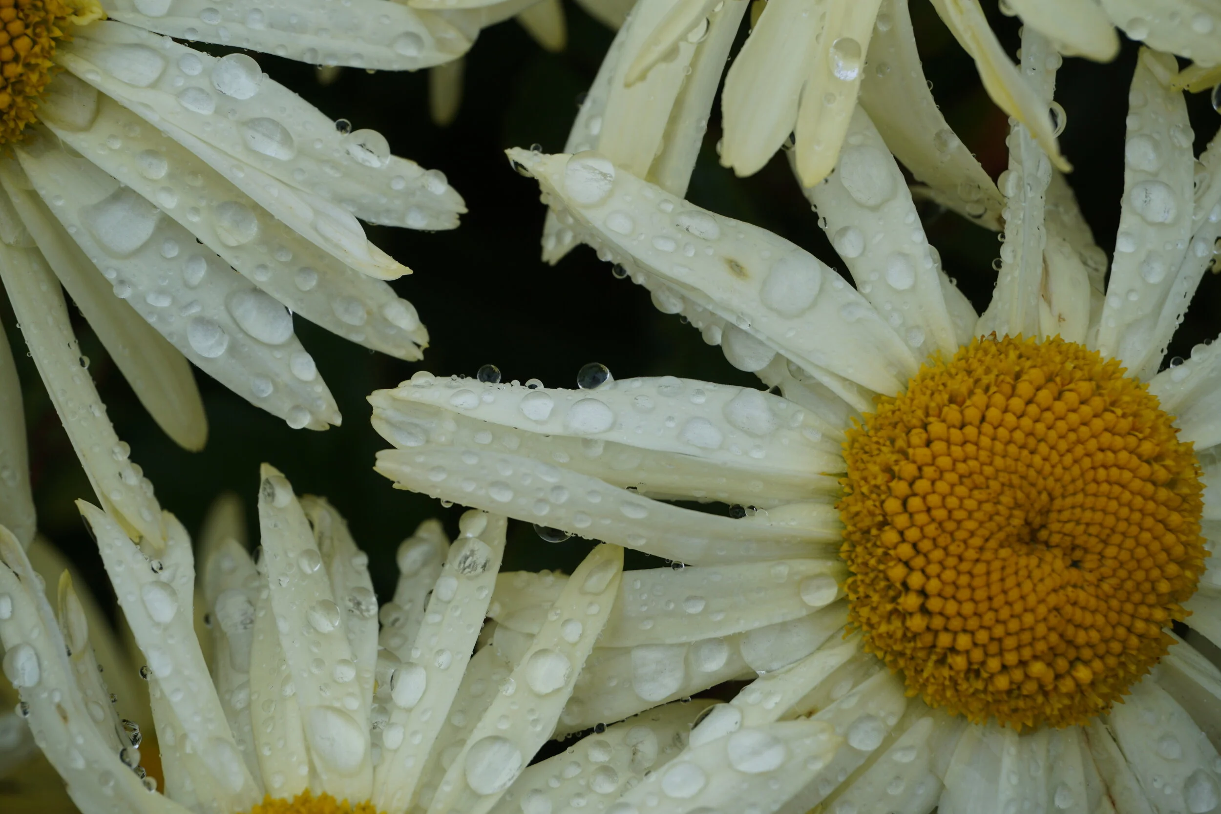 DSC04975.jpg