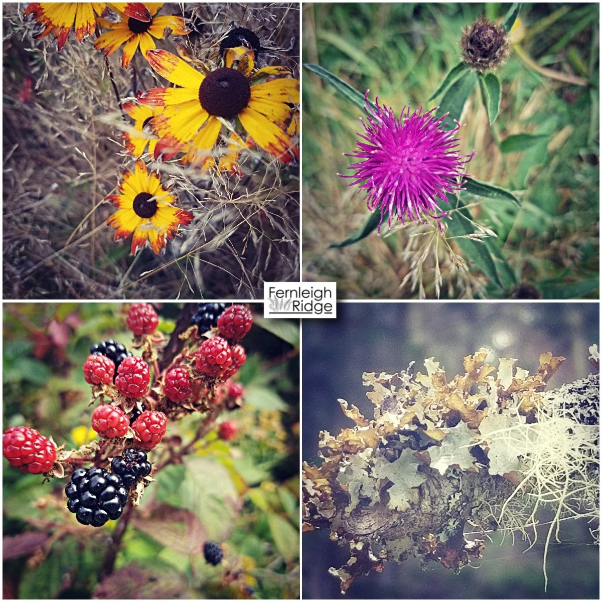 September at Fernleigh Ridge....

#september #fernleighridge #blackberries #thistle