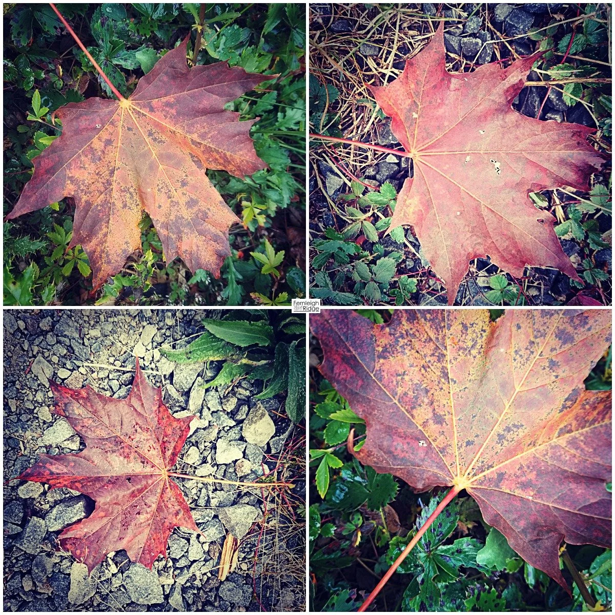 Canadian Fall at #fernleighridge...