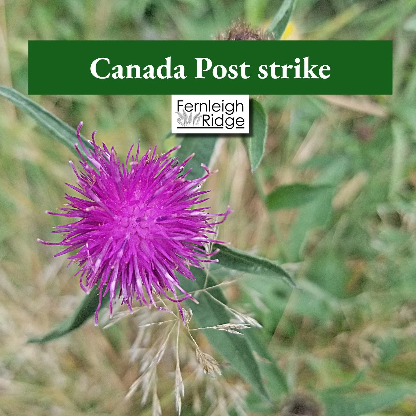 PLEASE NOTE: due to the Canada Post strike, we have no choice but to suspend online sales until further notice. Thank you for your patience. 

#fernleighridge