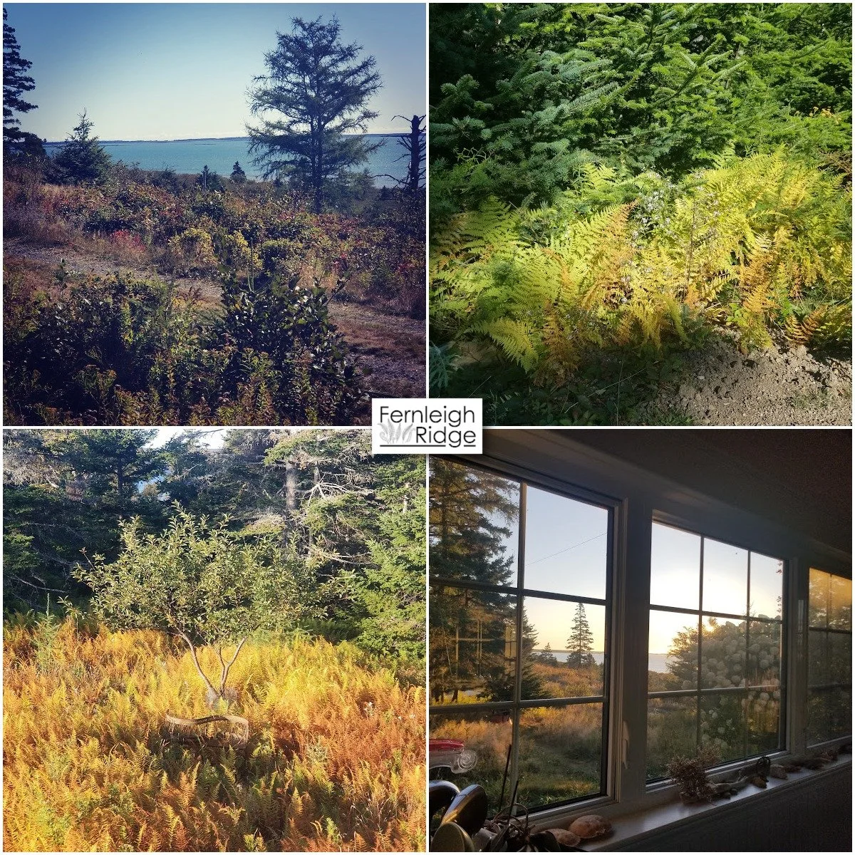 October at Fernleigh Ridge....

#october #fernleighridge