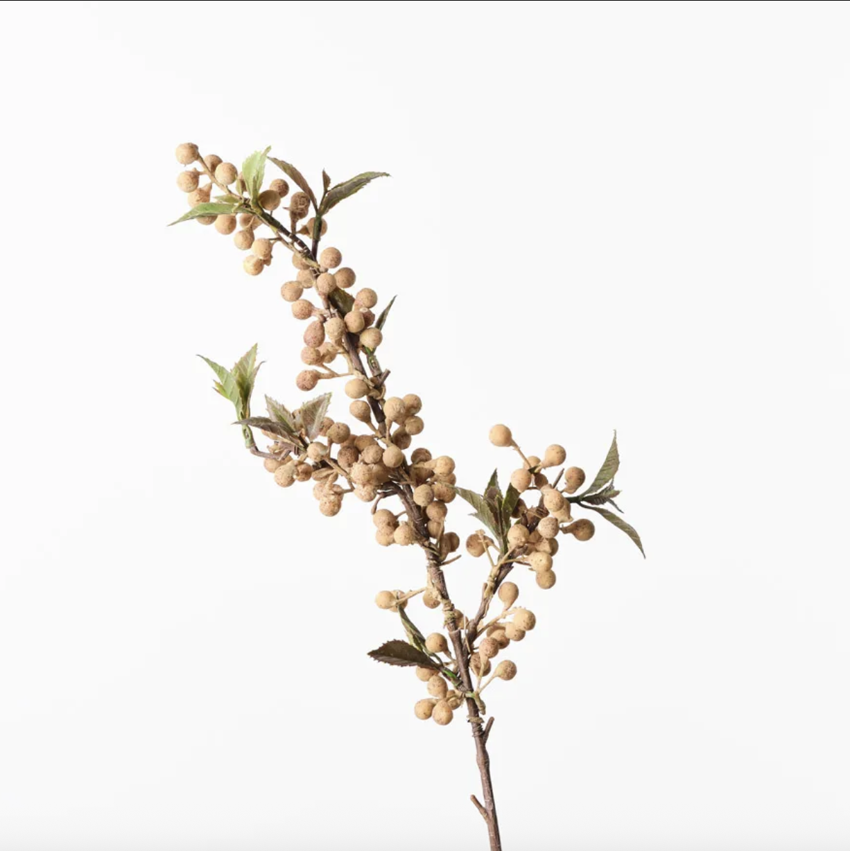 Screenshot 2026-01-11 at 12.16.35 pm.png