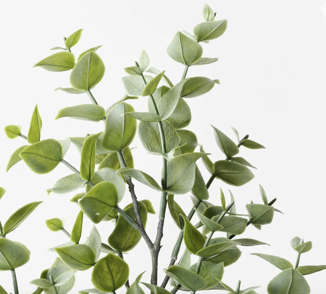 Screenshot 2026-01-11 at 12.29.01 pm.png