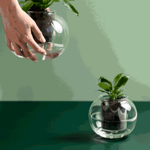 Green Indoor Jungle Indoor Plants and Terrariums Melbourne