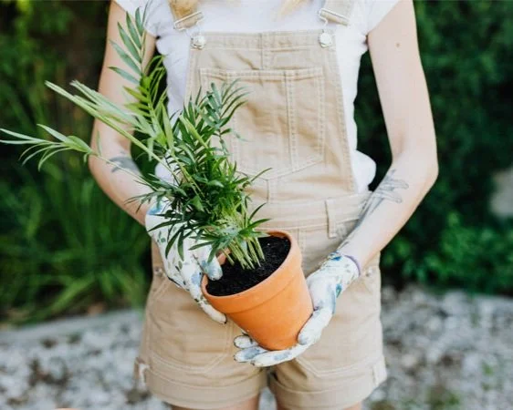 A lady in a light brown overalls is holding a clay pot plant in her hands, she has tattooed forearms and her face is cropped from the photo, she is trying to make her property more attractive to potential buyers prior to selling it.