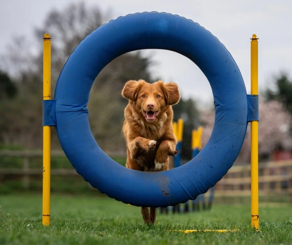 A dog is running through a hoop, it represents the fact that mortgage serviceability can feel like a frustrating hurdle to clear. But it’s an important safeguard against borrowing too much!