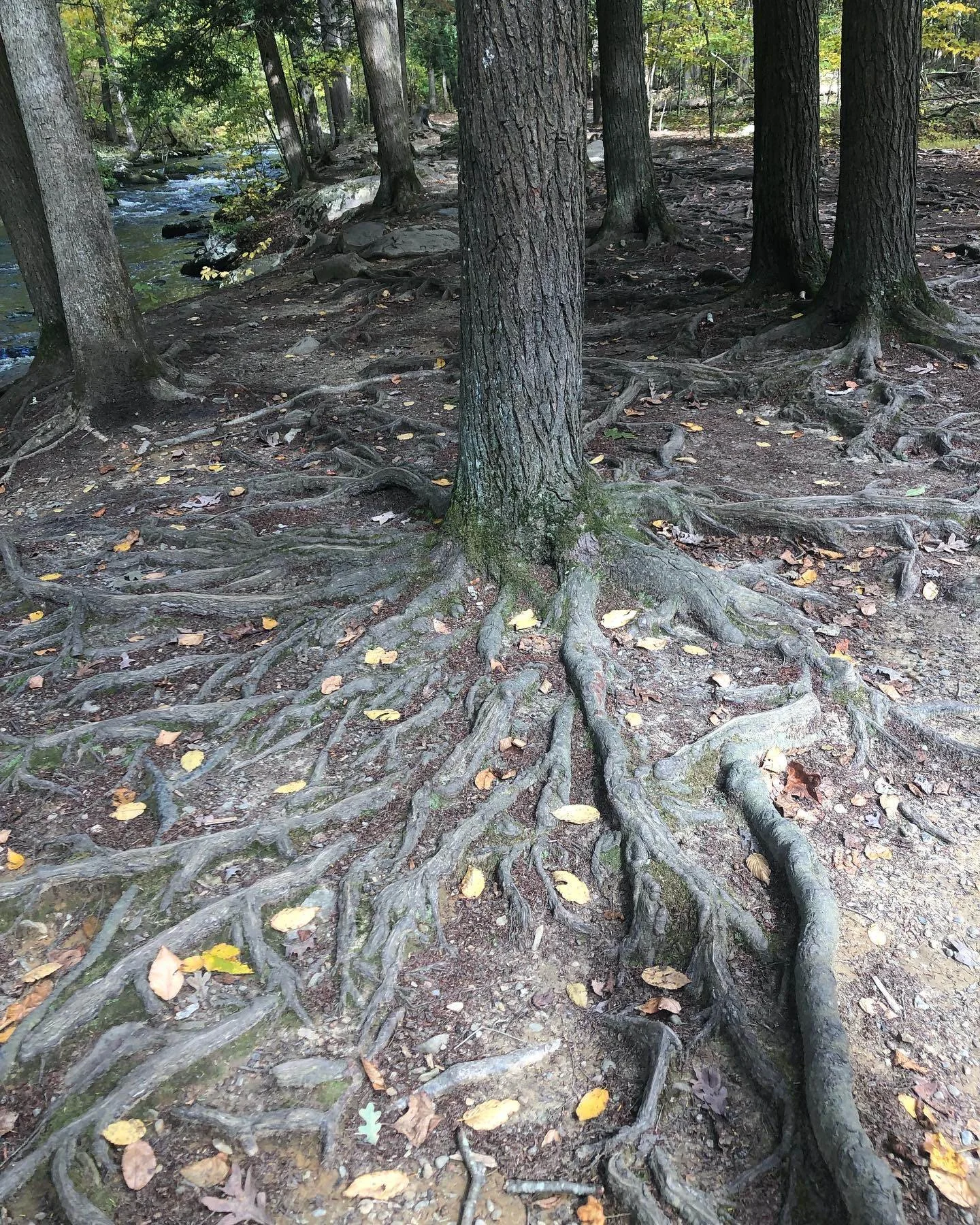Portal To The Yoniverse | Explore Your Sacred Yoni Today — Sacred ...