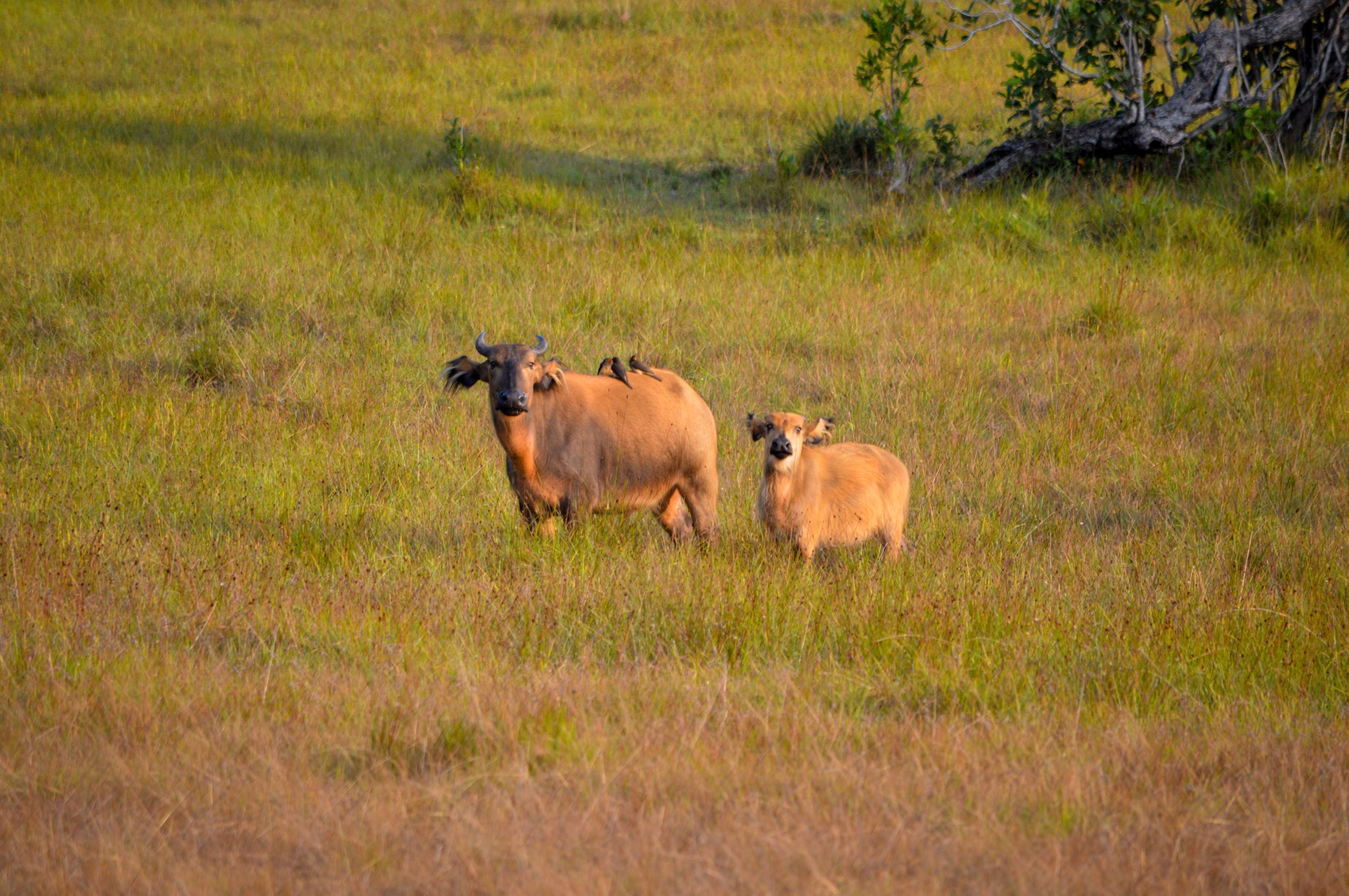 DSC_0084.jpg
