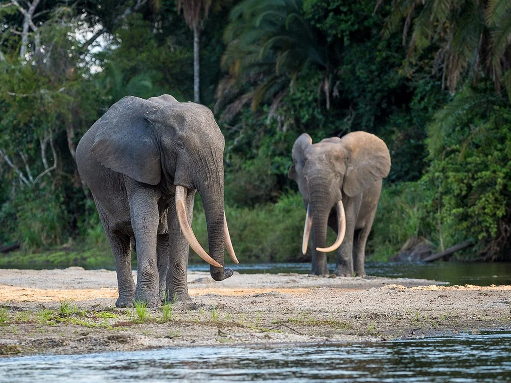 kamba_elephants.jpeg