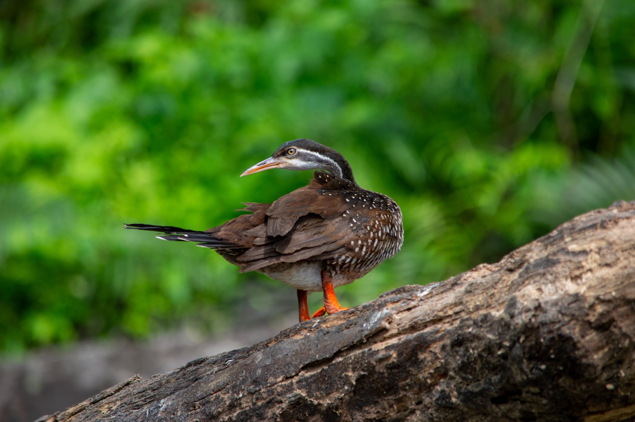 DSC_0146-2.jpg