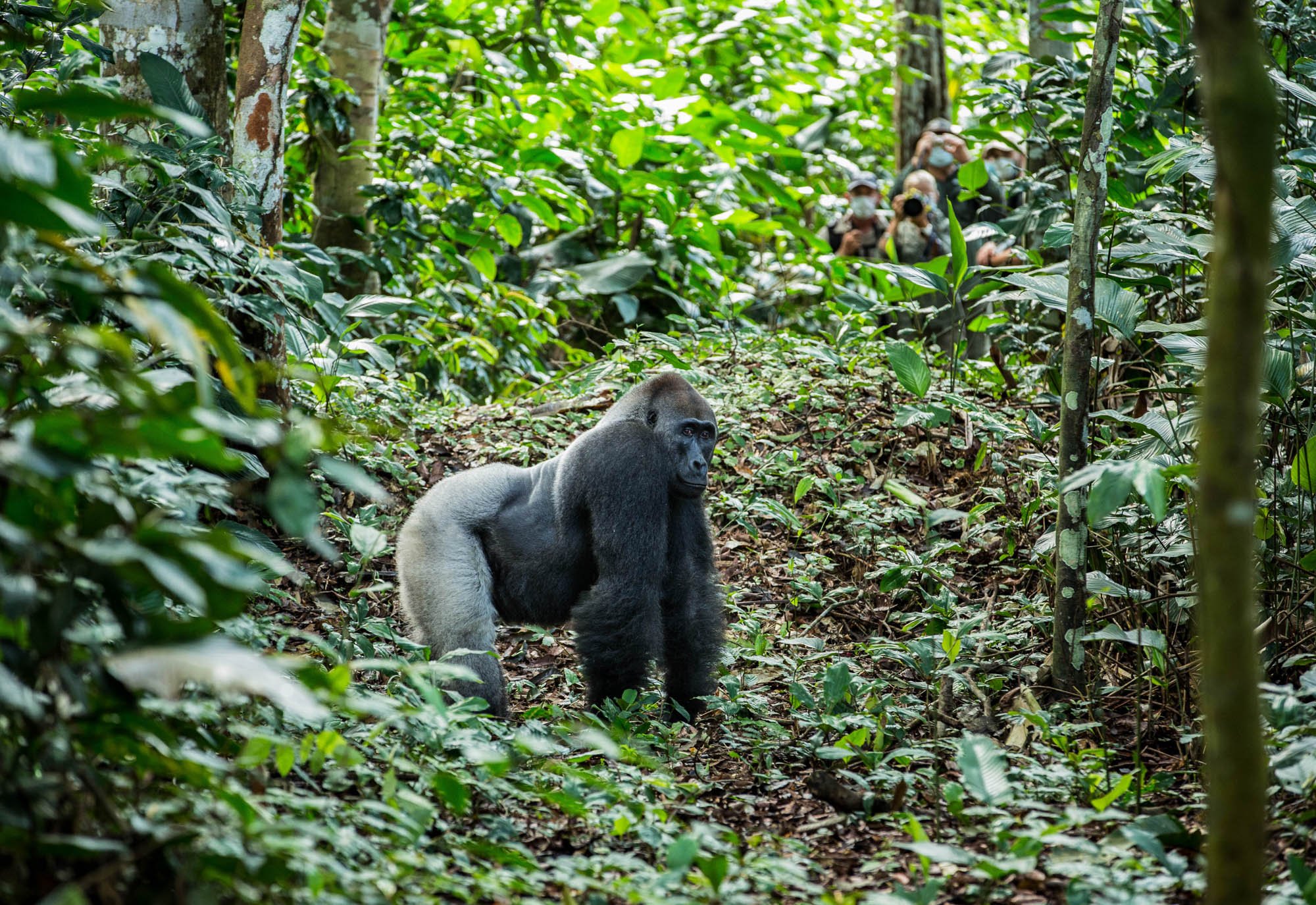 Kamba - Ngaga - Gorilla Tracking (9).jpg