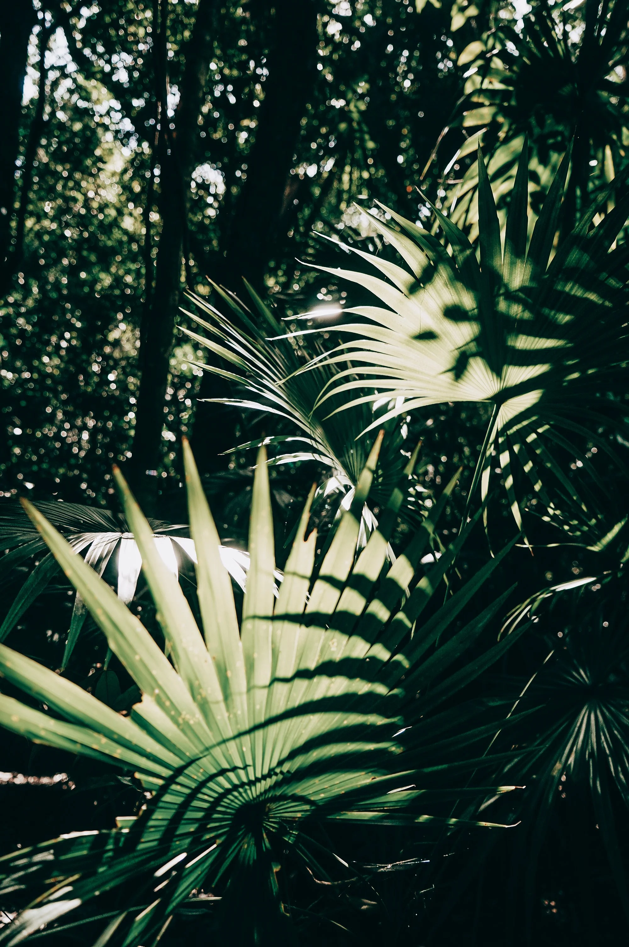 shannonlushan lifestyle photography documentary family vacation mexico.jpg