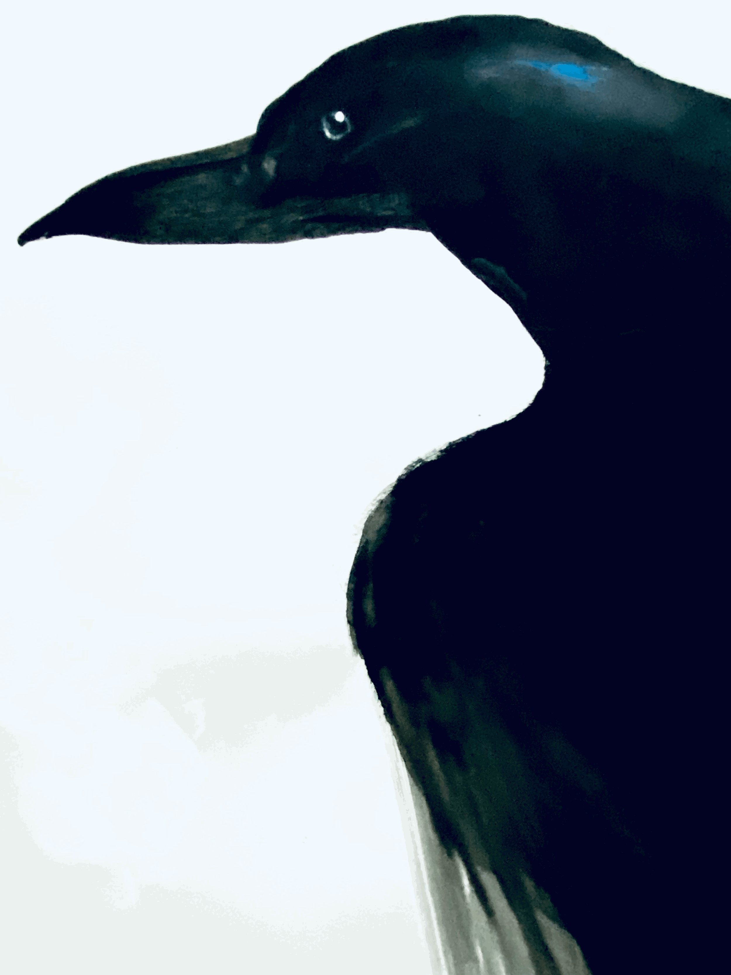 tempImageFYClf6.gif