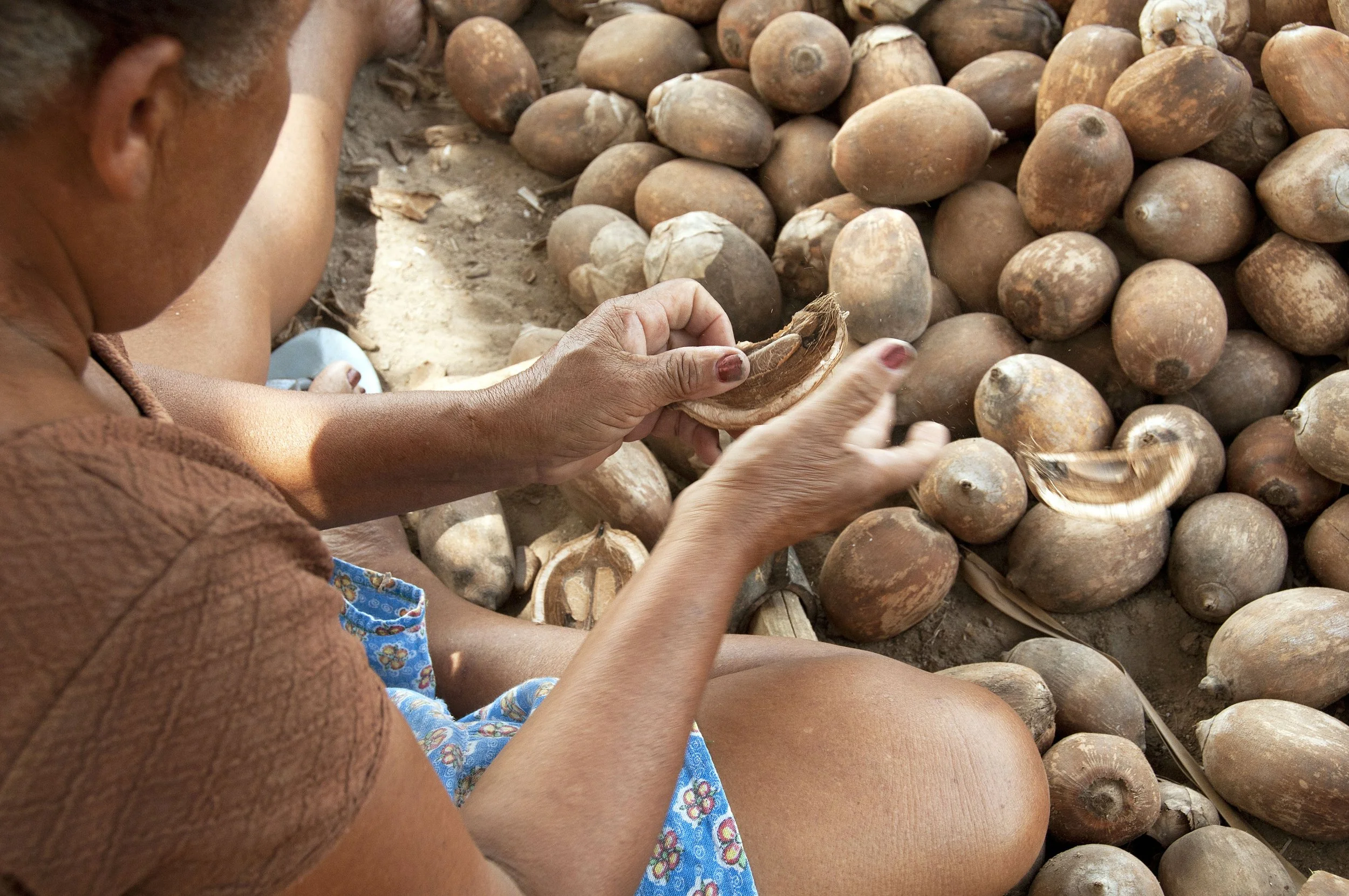 Preserving biodiversity in the amazon by connecting smallholder farmers with the alt proteins industry
