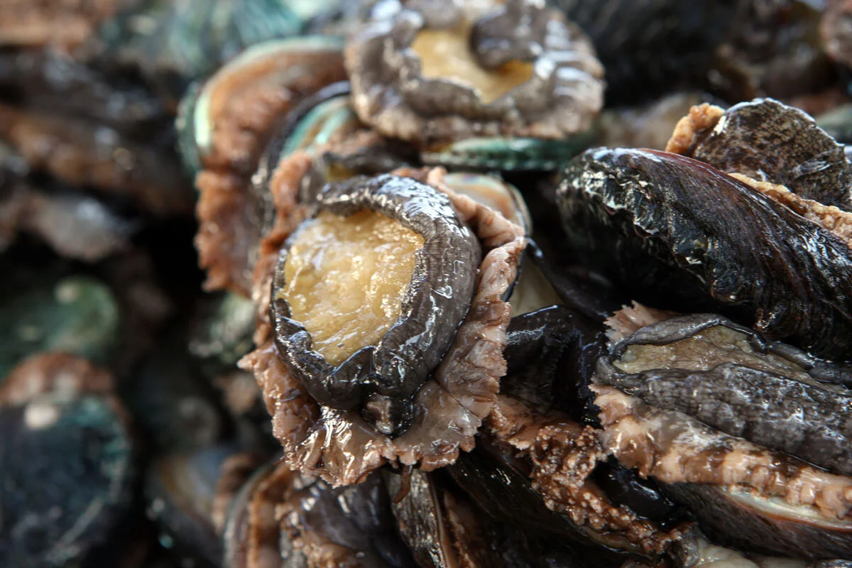 Live Abalone — Big Island Abalone