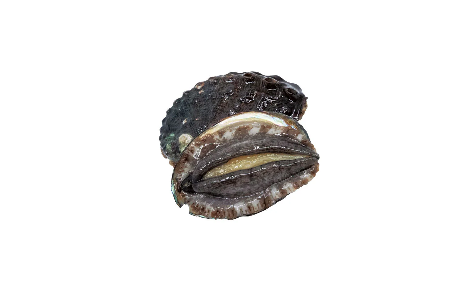 Abalone Aquaculture Farm in KailuaKona Farm Tours, Food Trucks, DIY