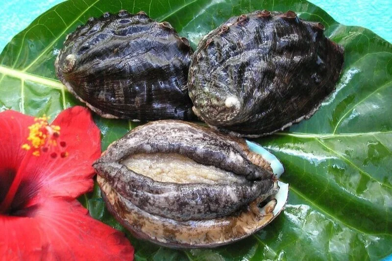 Abalone Aquaculture Farm in KailuaKona Farm Tours, Food Trucks, DIY