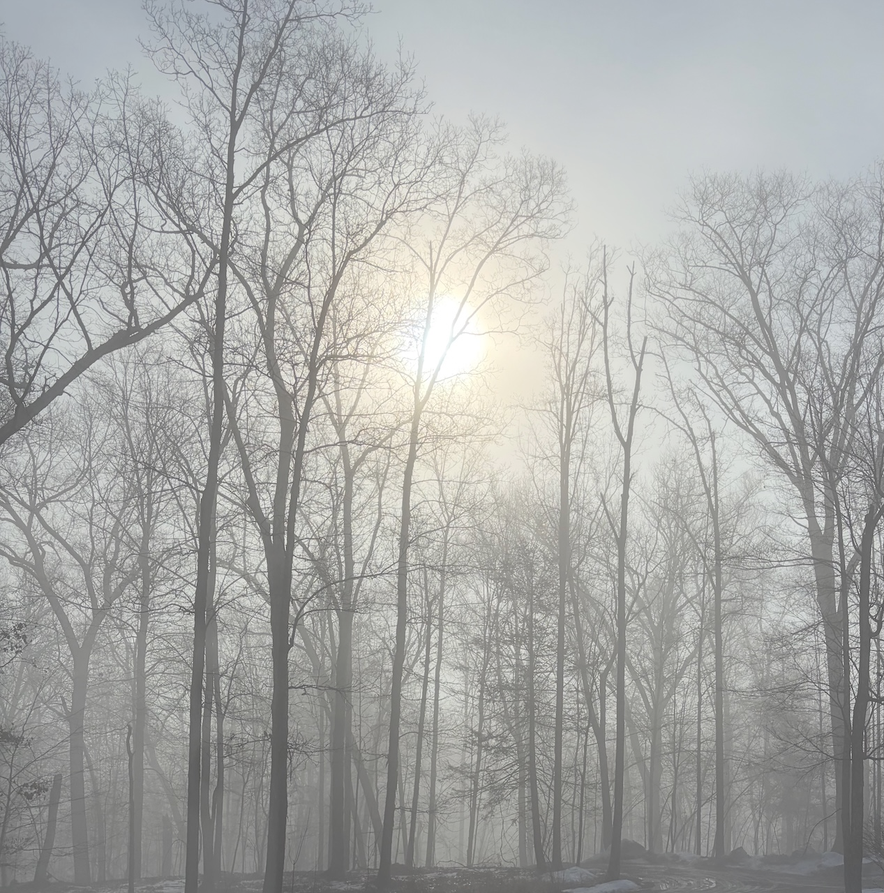 A foggy winter forest with bare trees and sunlight shining through the mist.