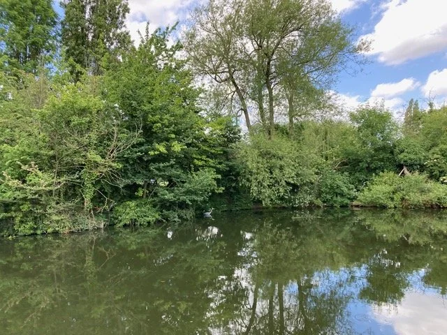 Pond Life - Jo Hutton