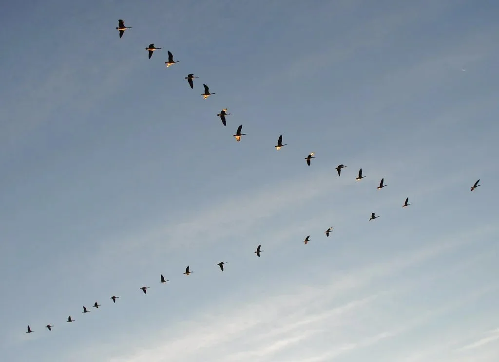 Habitual Rituals: Take Flight Performance - Stellaria Media (Lucinda Guy + Alice Armstrong