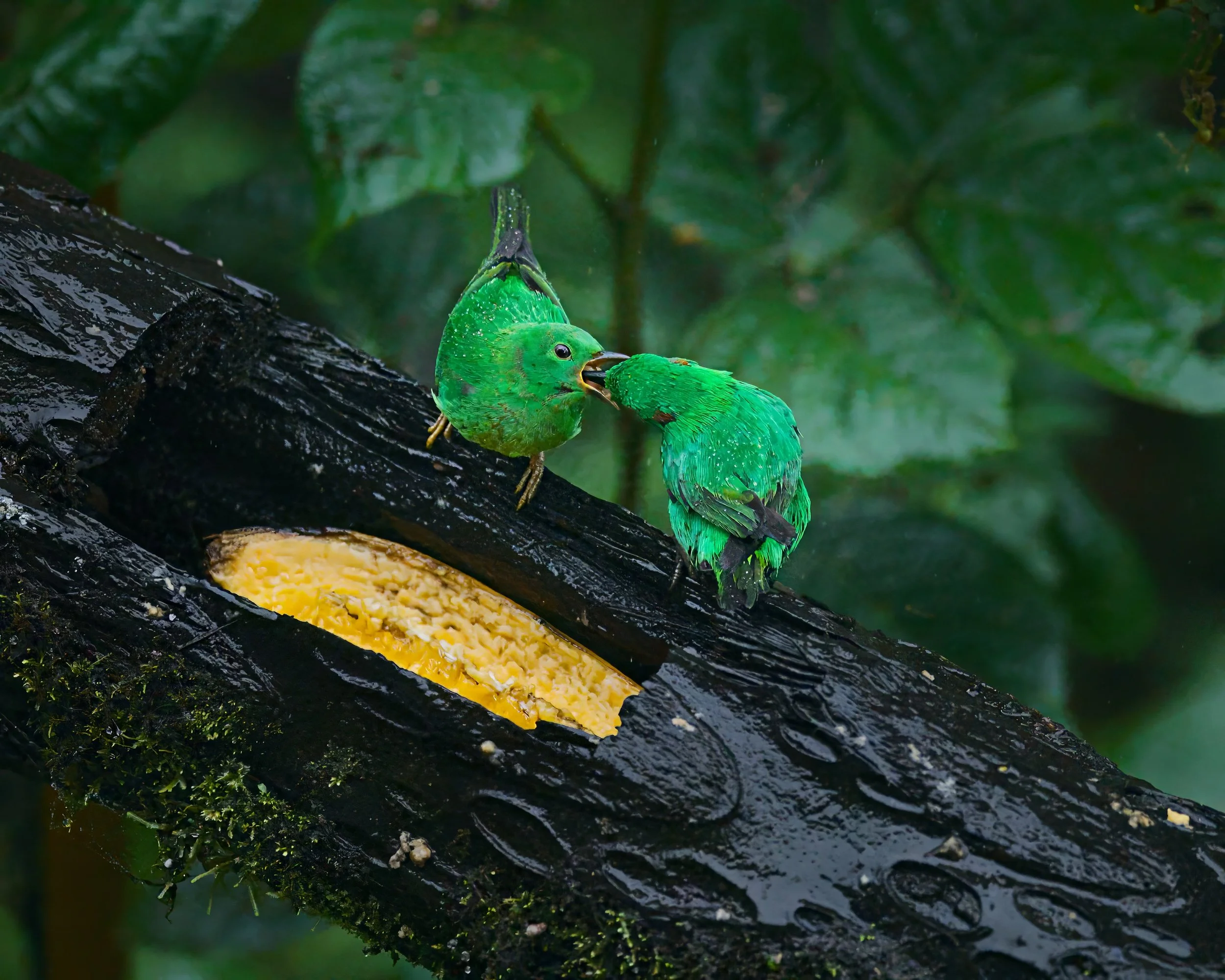 Two glistening-green tanagers tag-team breakfast.