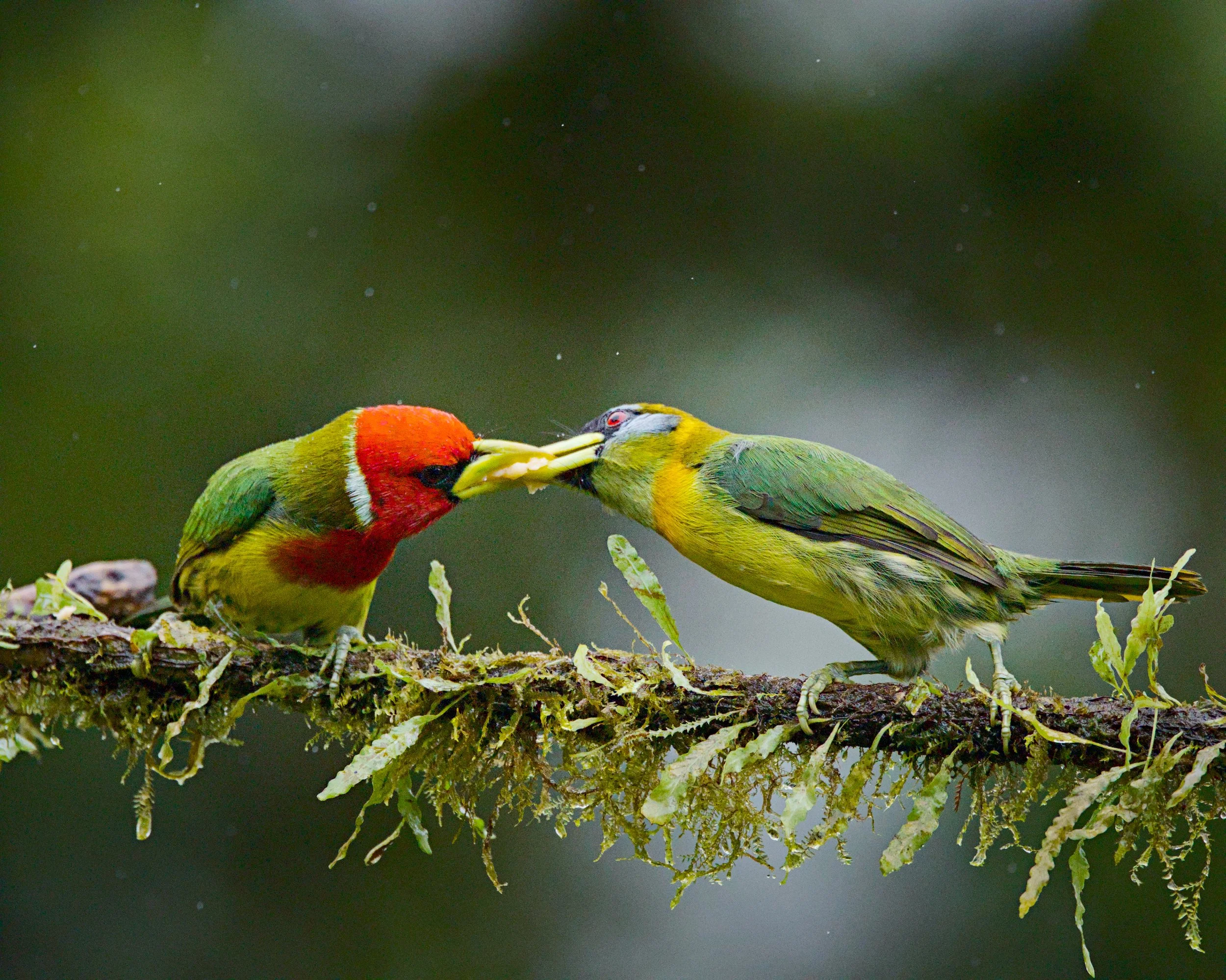 A male and female red-headed barbet share a sweet moment.
