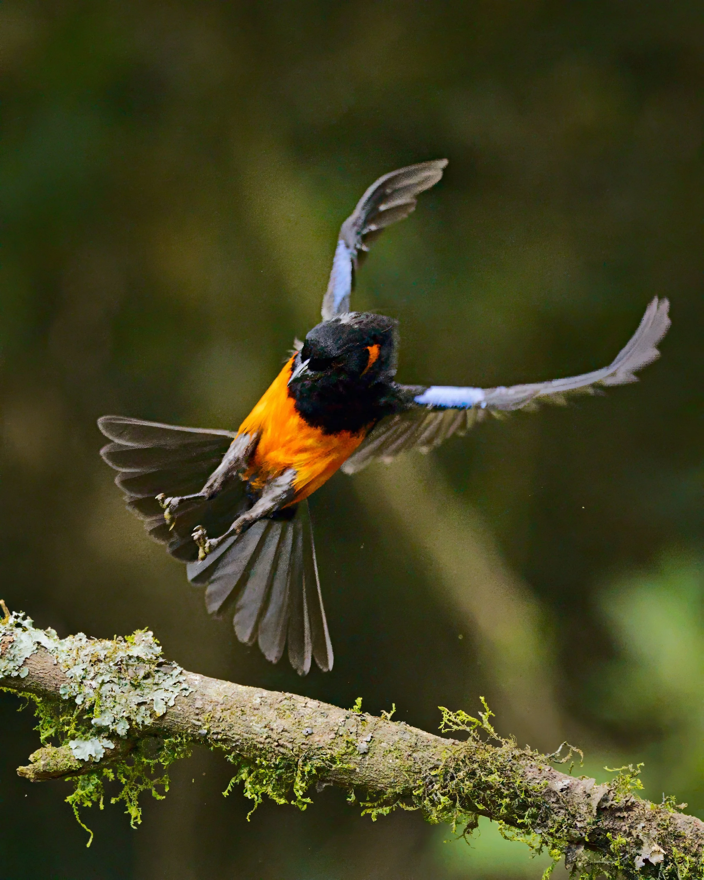 A scarlet-bellied mountain tanager comes in for a landing.