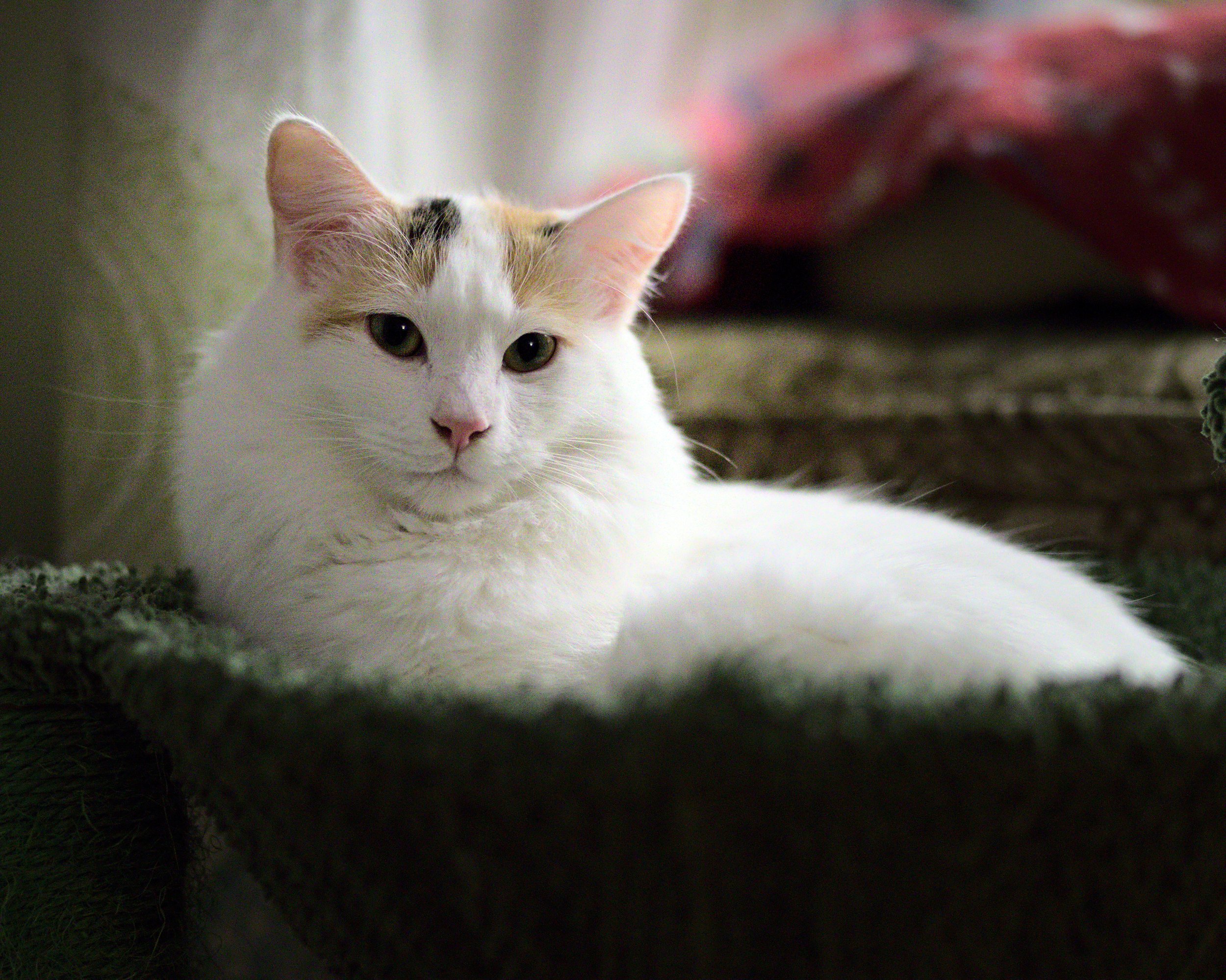 Cat in basket