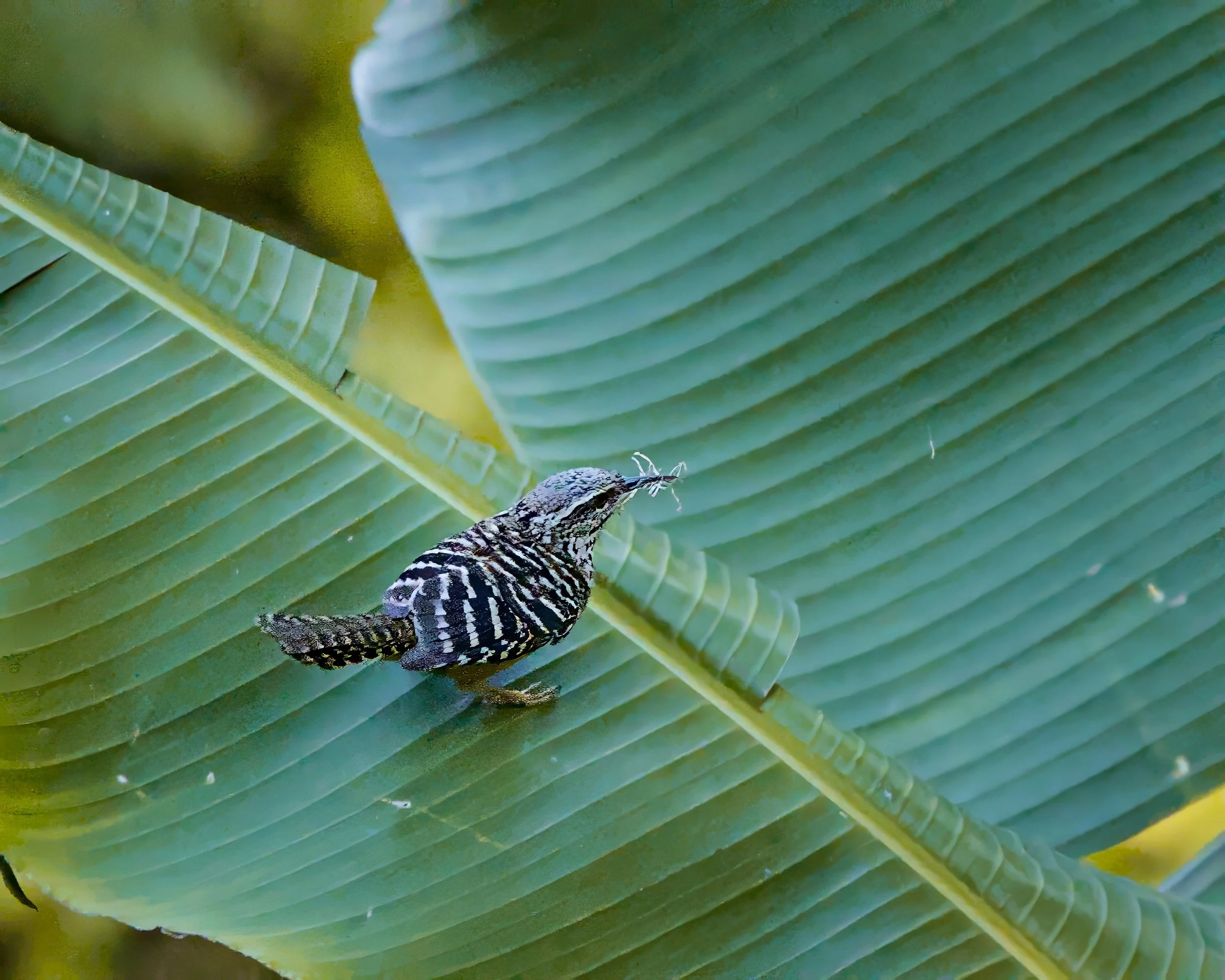 A band-backed wren takes care of business.