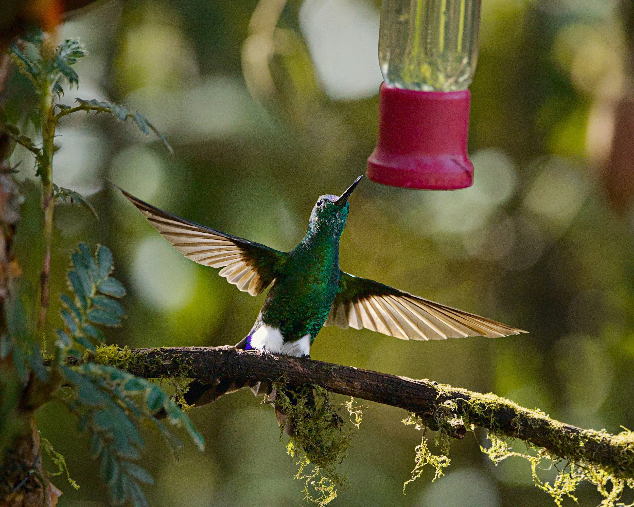 This sapphire-vented puffleg has big plans.