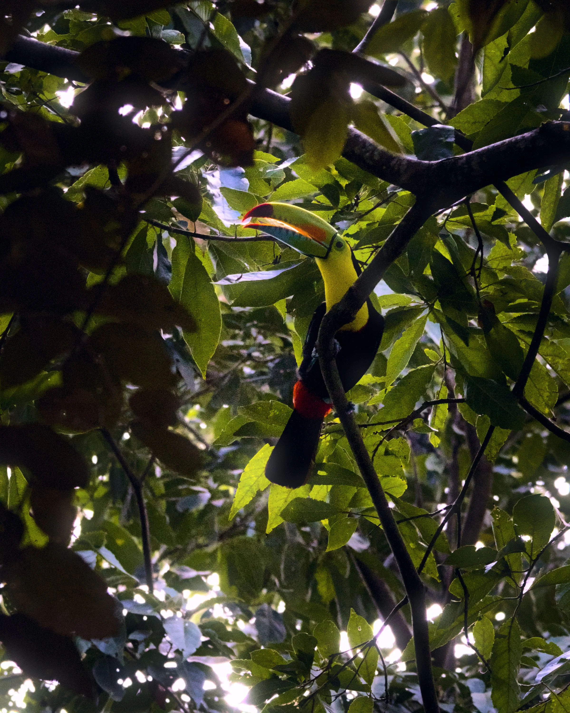 Keel-billed Toucan, Costa Rica
