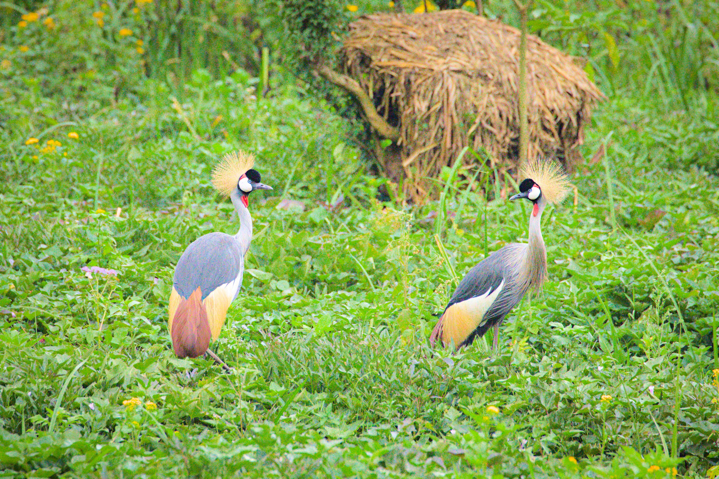 That's not a rooster on the Ugandan flag, it's one of these guys: a grey crowned crane.