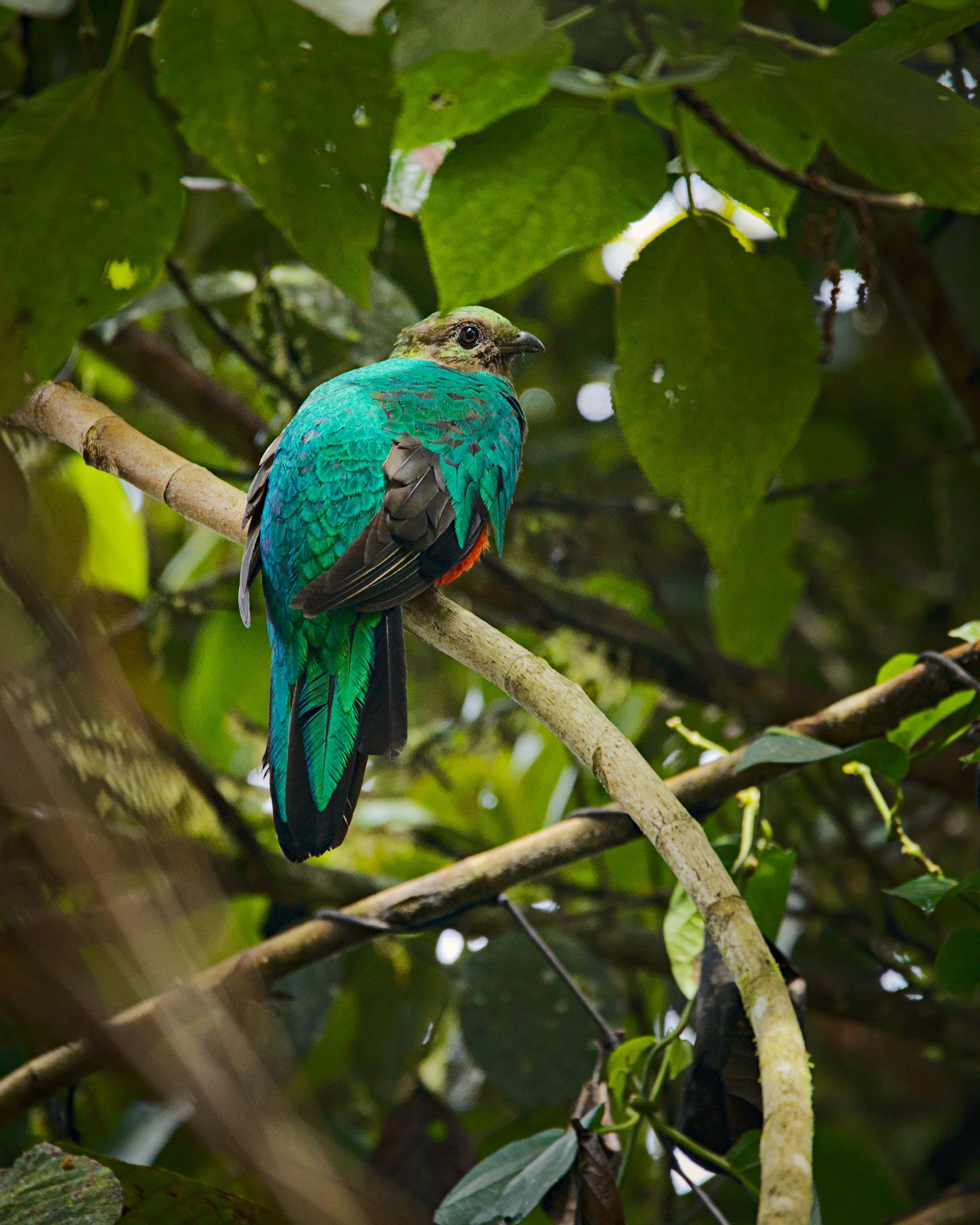 A golden-headed quetzal is louder than she looks.