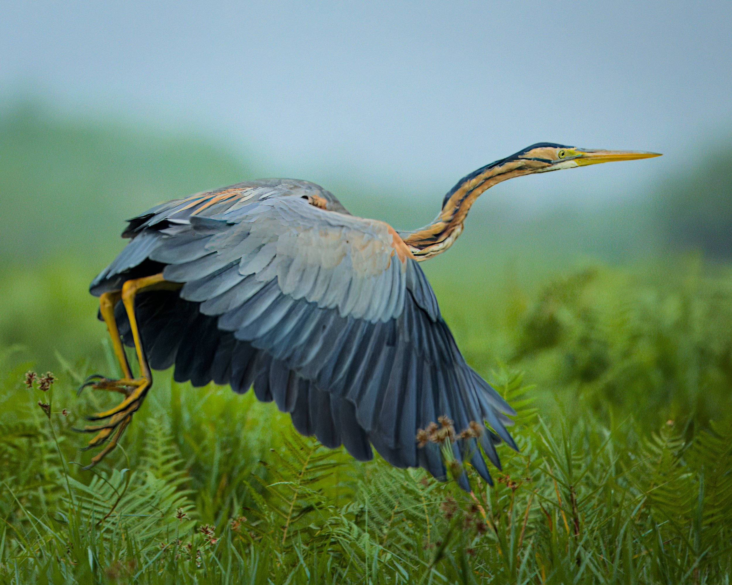 This purple heron has places to be.