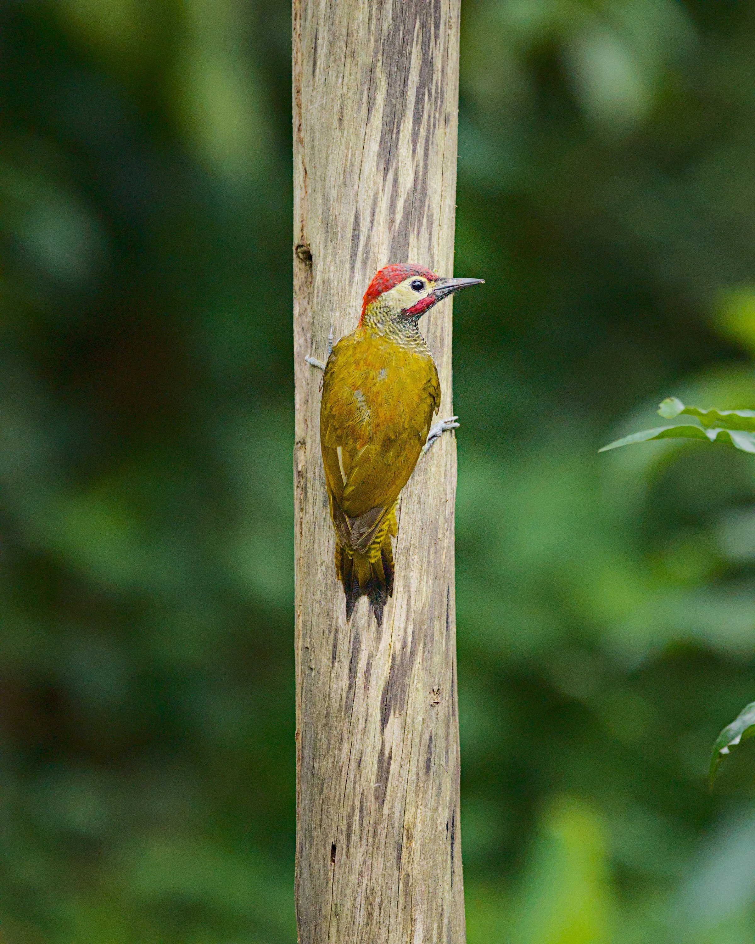 A golden-olive woodpecker shows us perfect perching form.