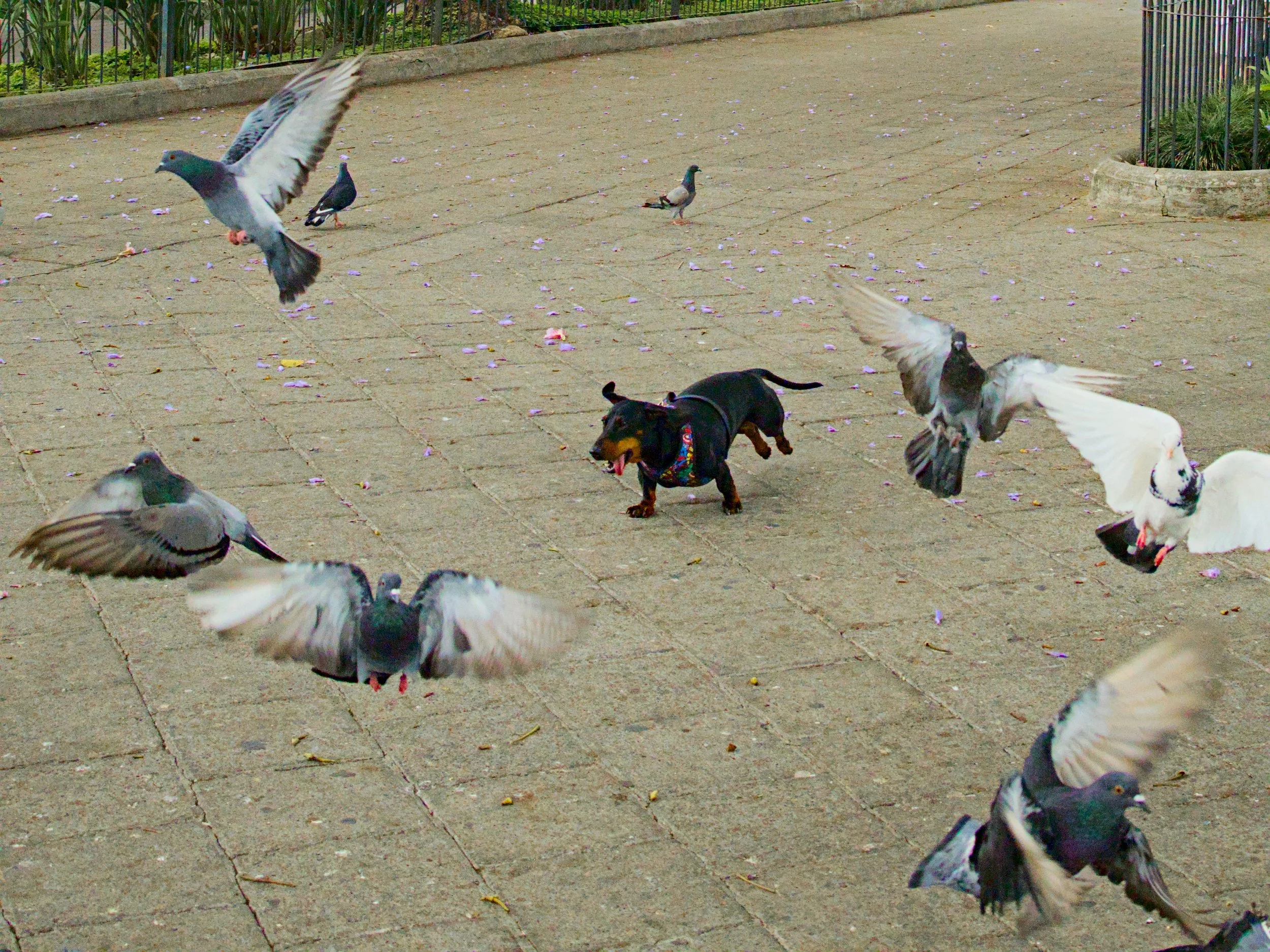 Agent of chaos in Antigua.