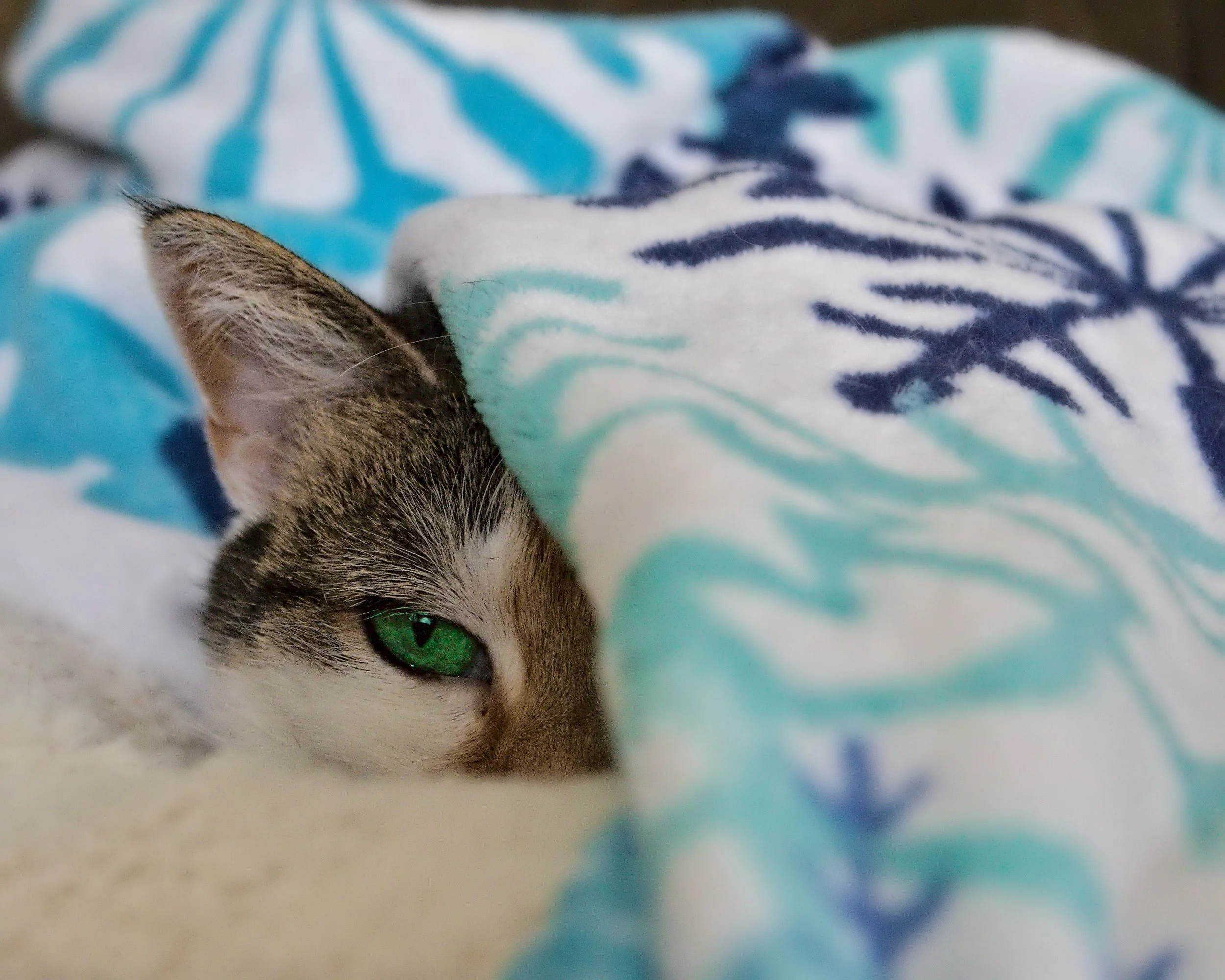 Cat under blanket