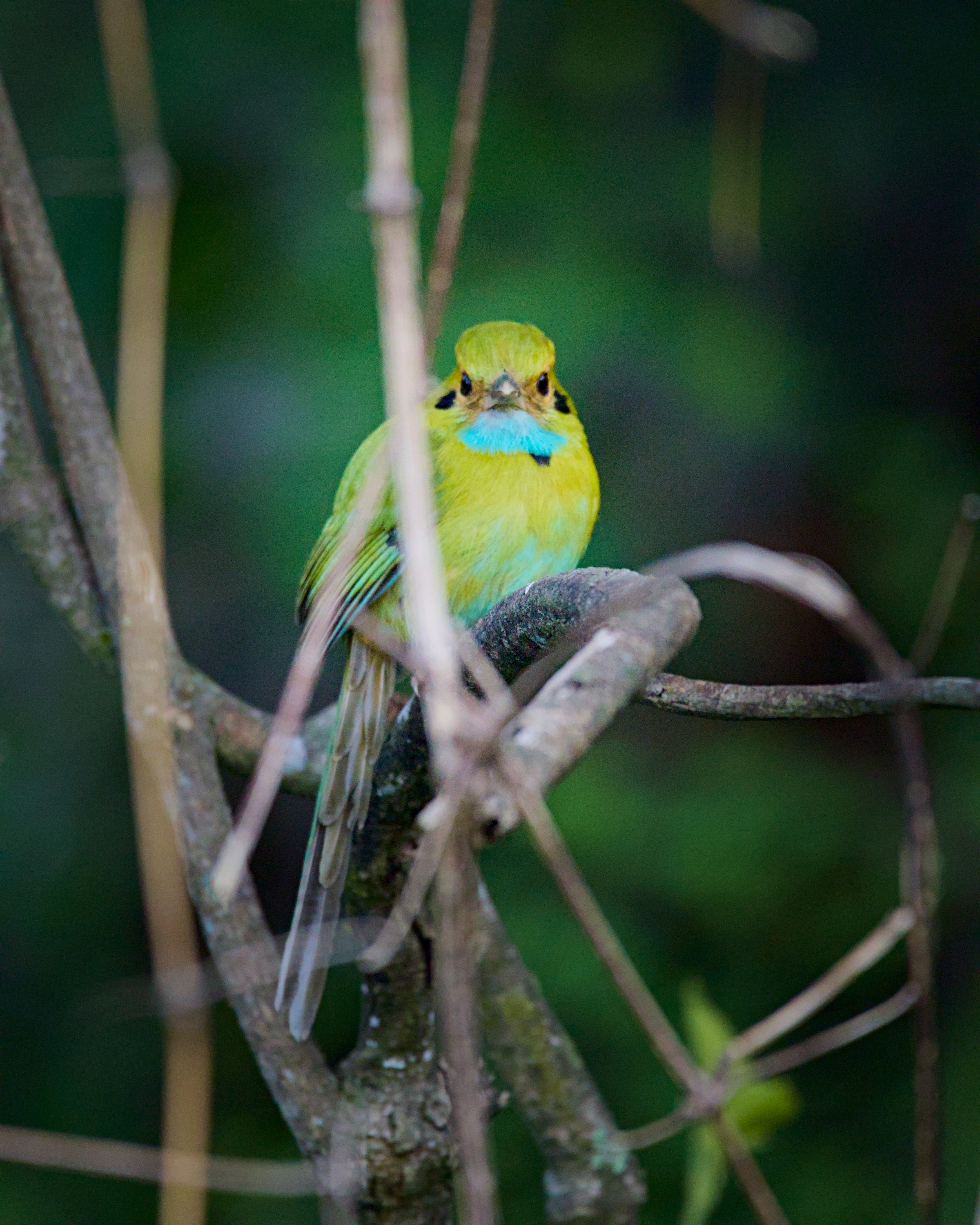 A blue-throated motmot throws some shade in Panajachel.