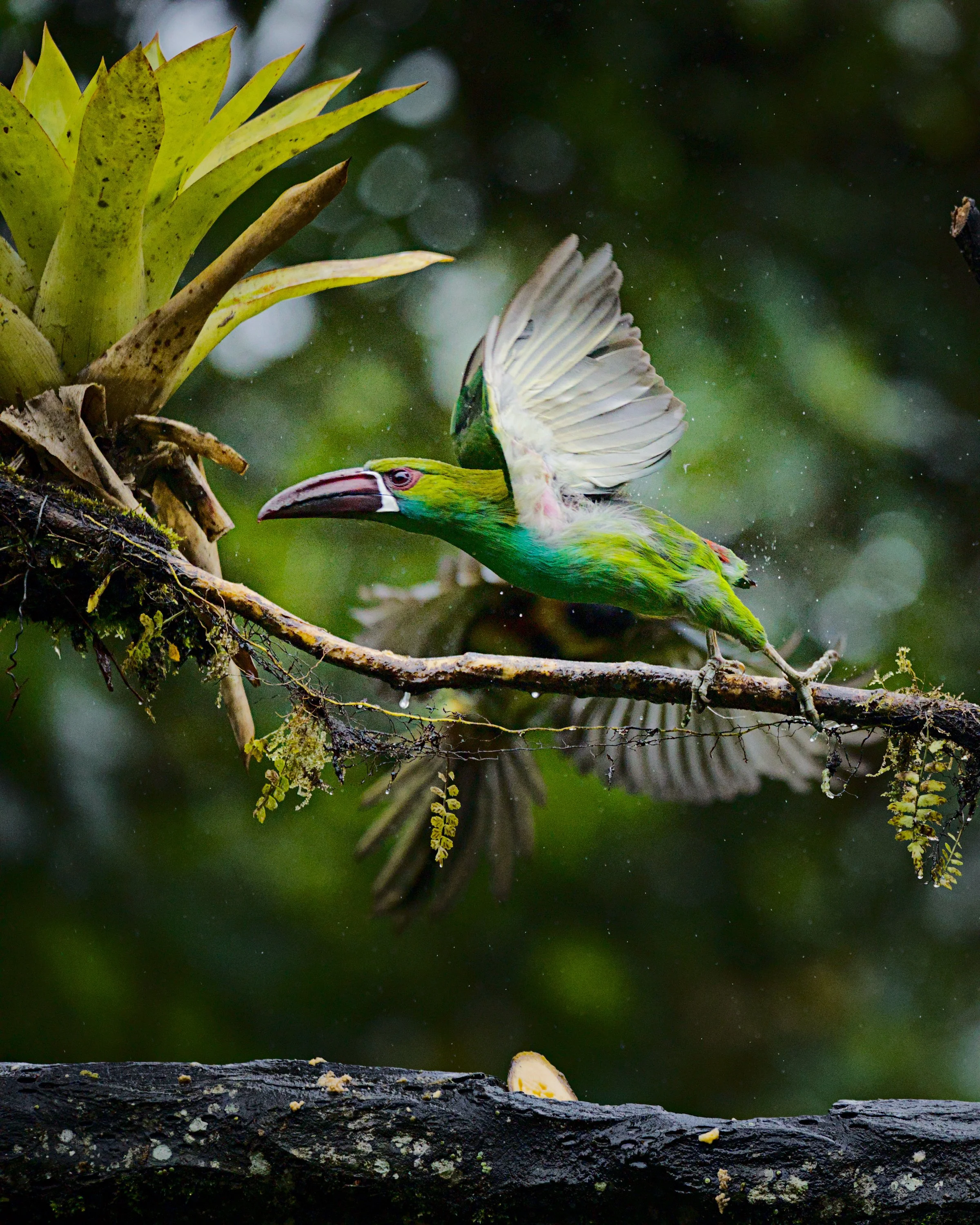 A crimson-rumped toucanet goes about his business.