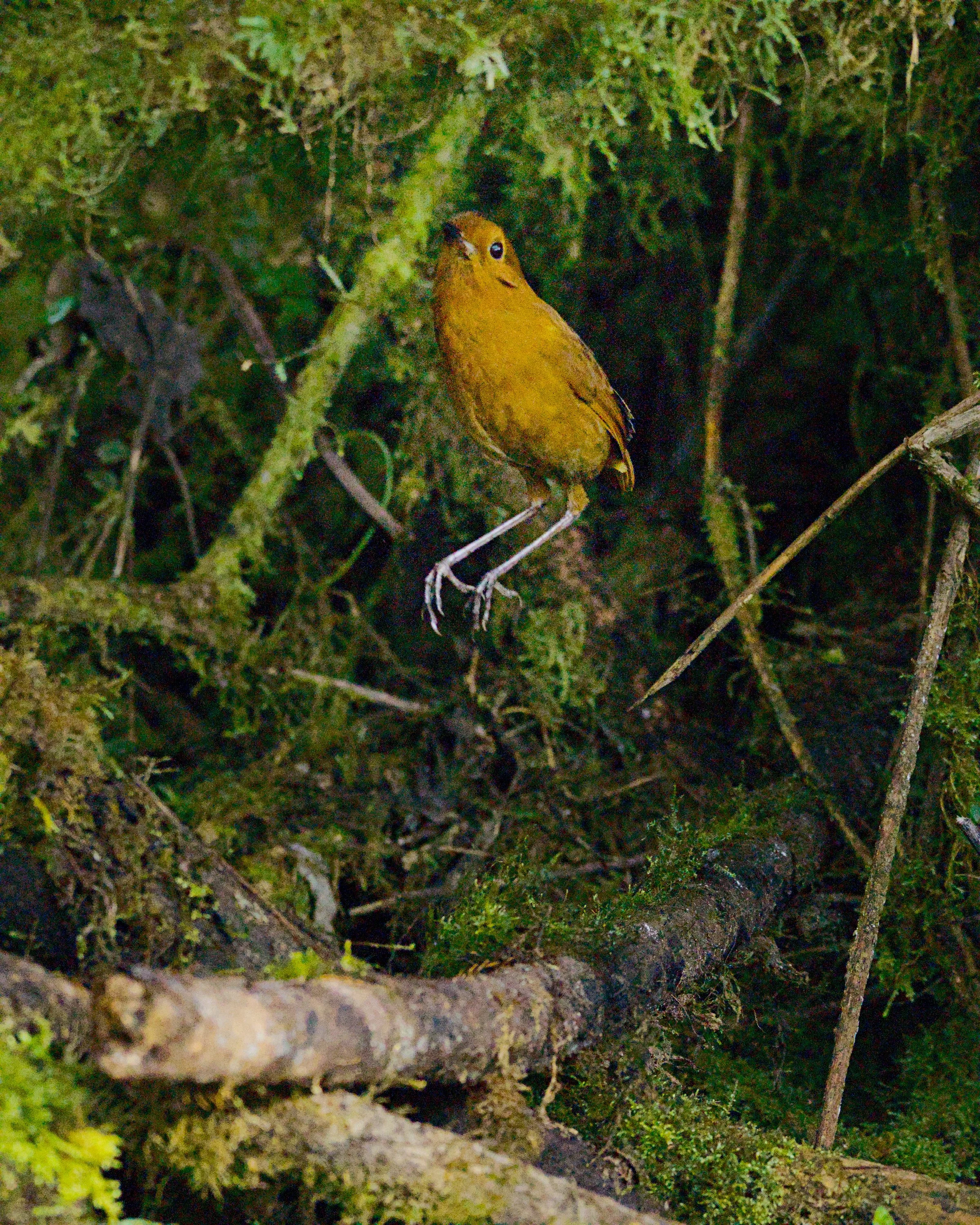 This equatorial antpitta definitely has the ups.