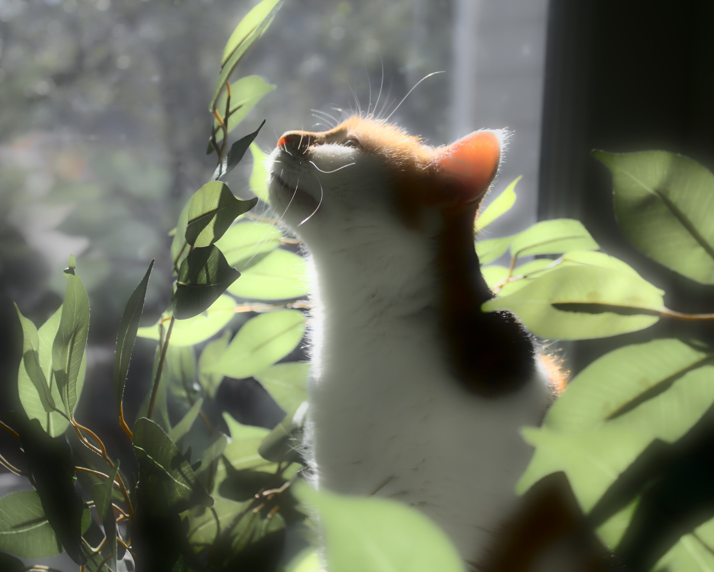 Cat, candid, natural light, backlit