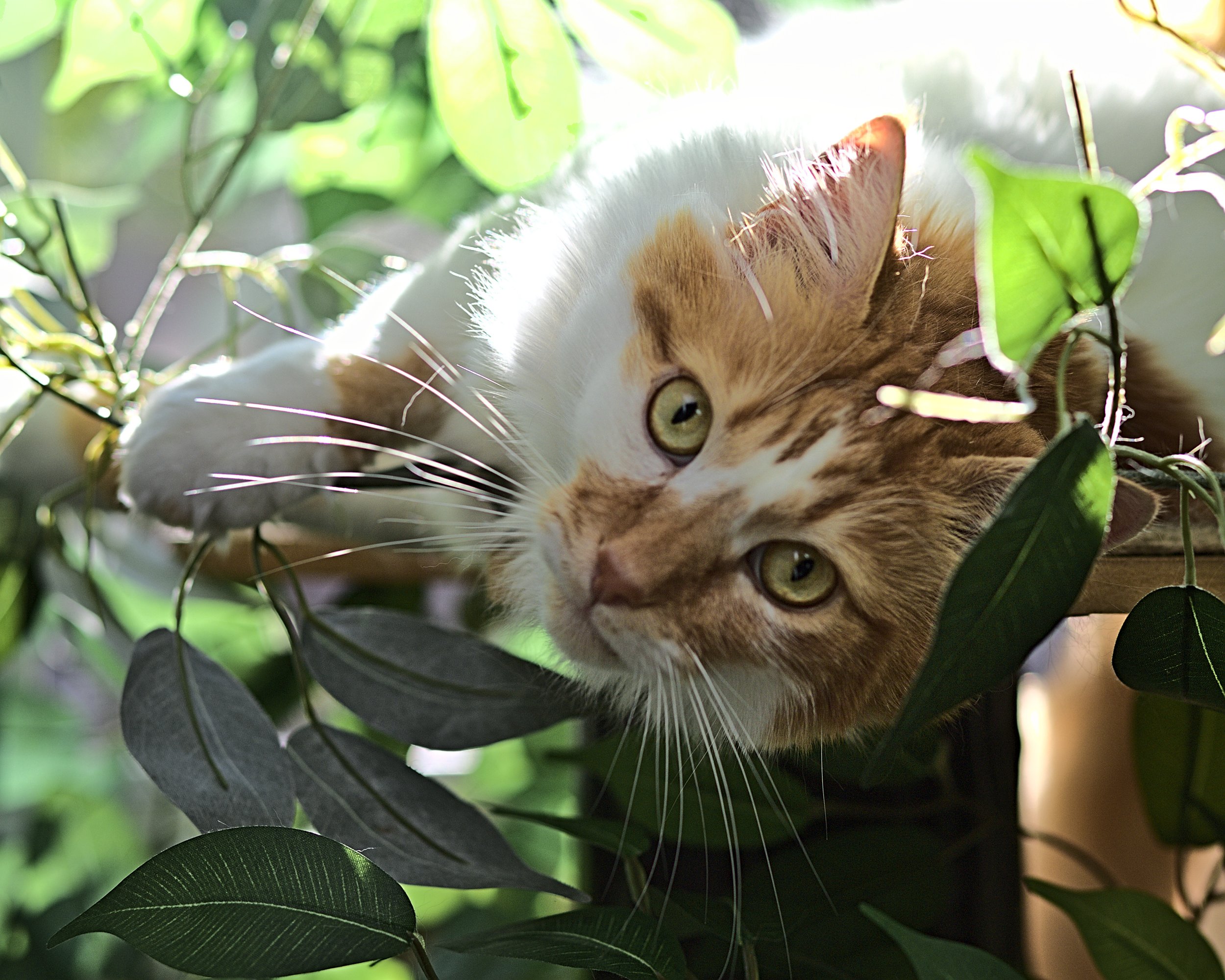 Cat, pets
