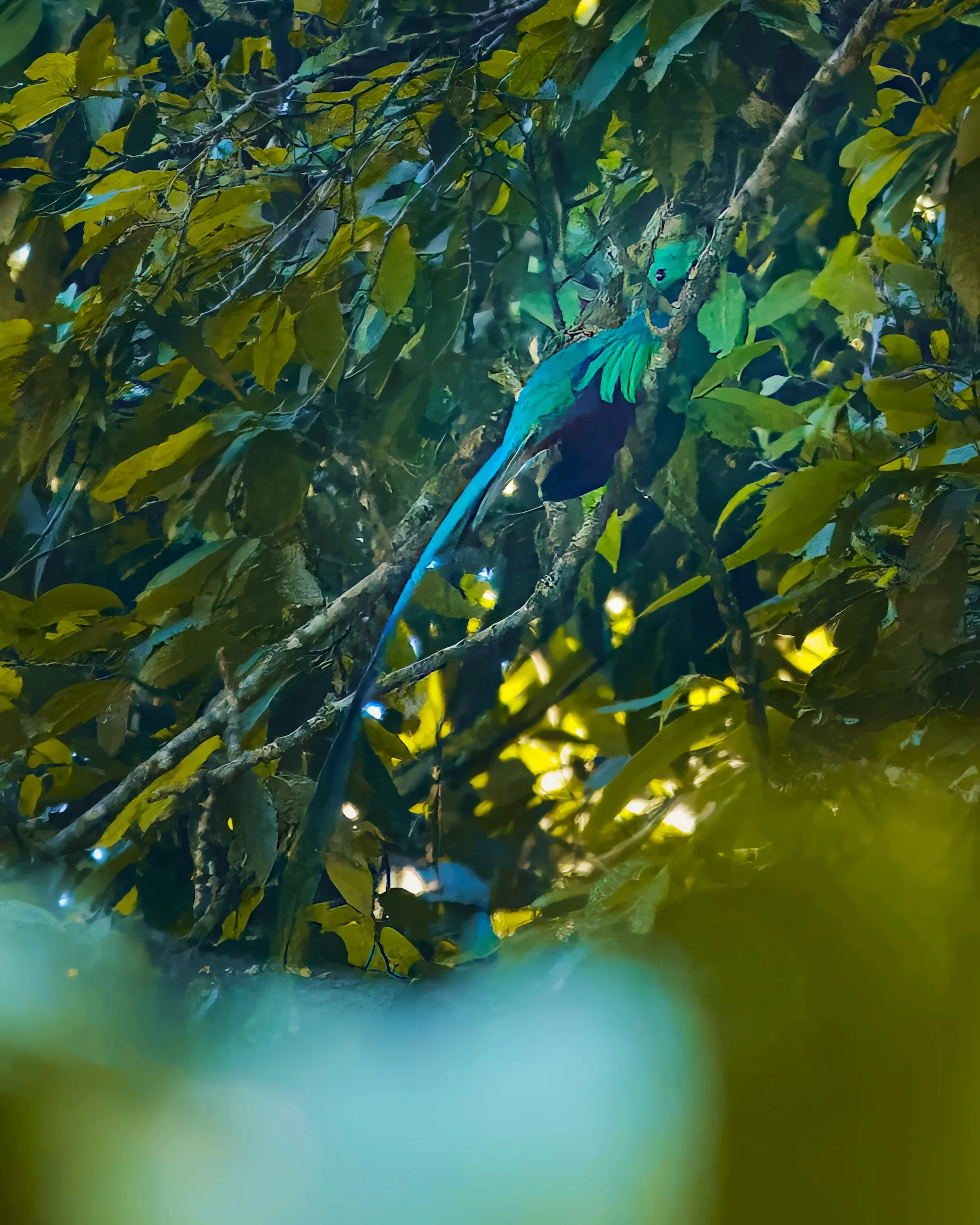 Resplendent quetzal in regal repose.