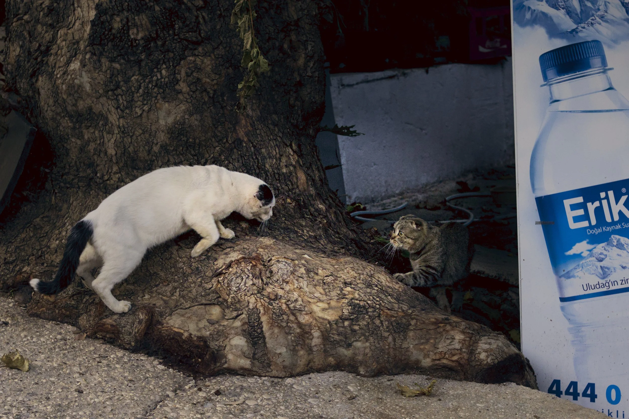 Scottish fold standoff.