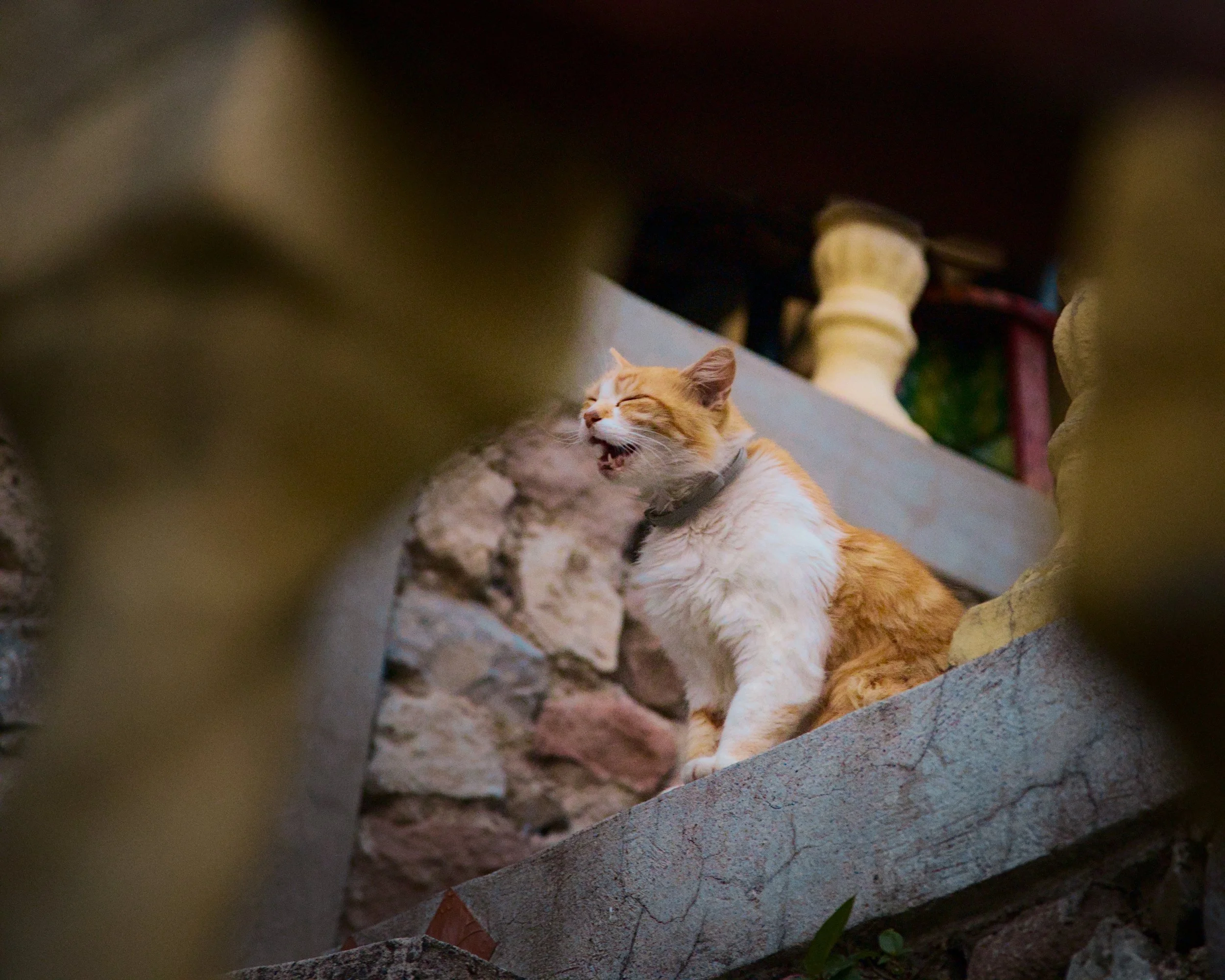 Song of Samson, guardian of our hotel.