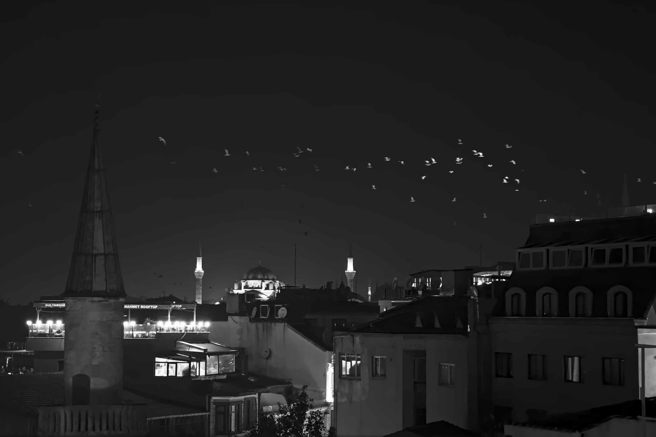 Birds lit by the lights below, from an Istanbul rooftop.