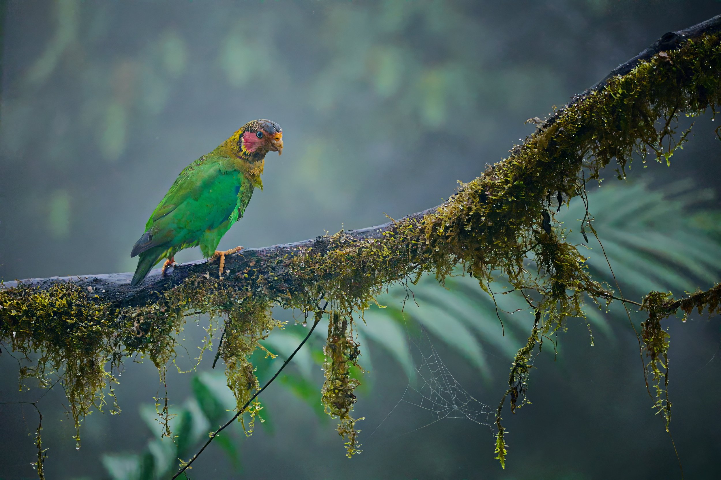 This rose-faced parrot takes a stroll.