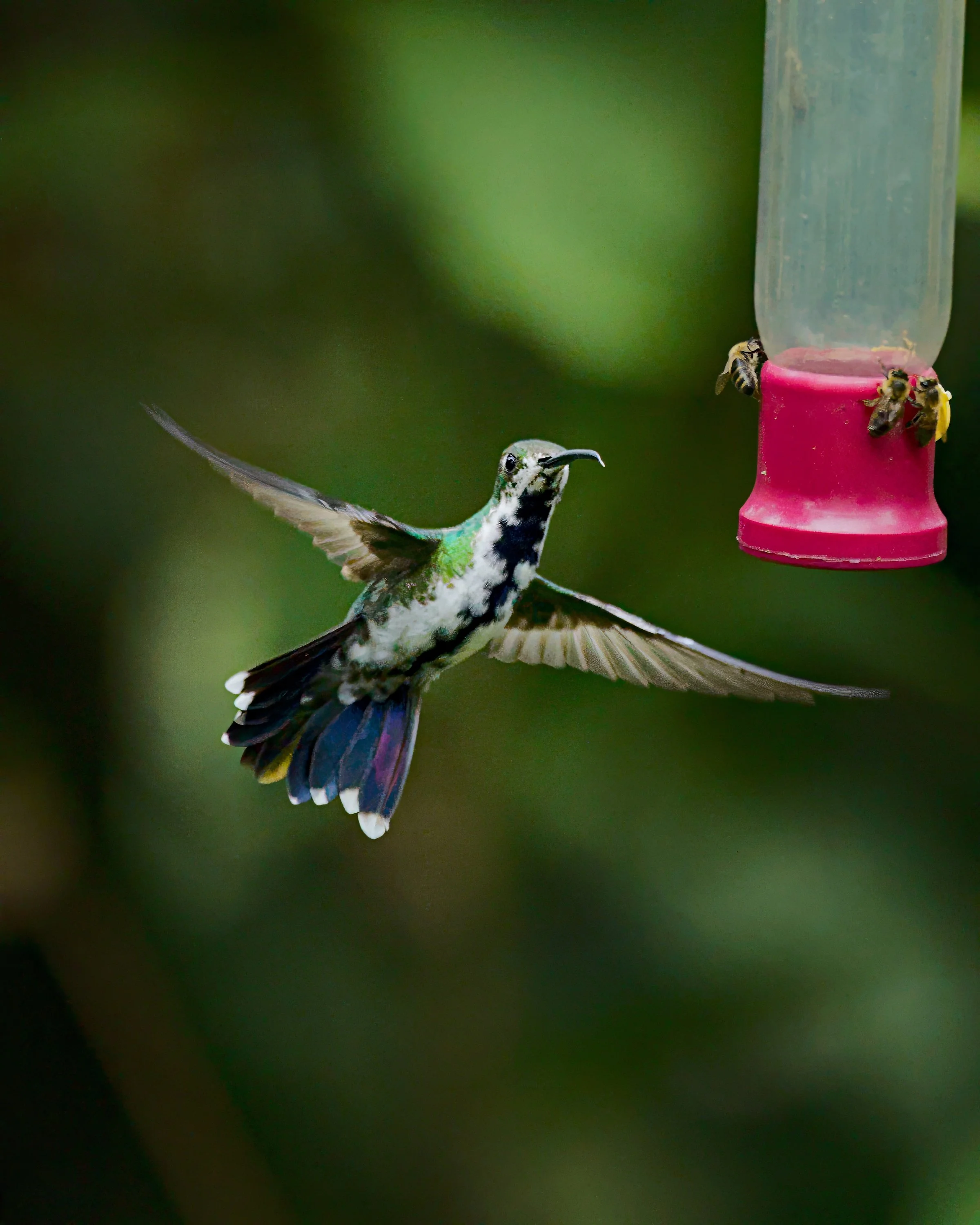 A black-throated mango goes in for a sip.