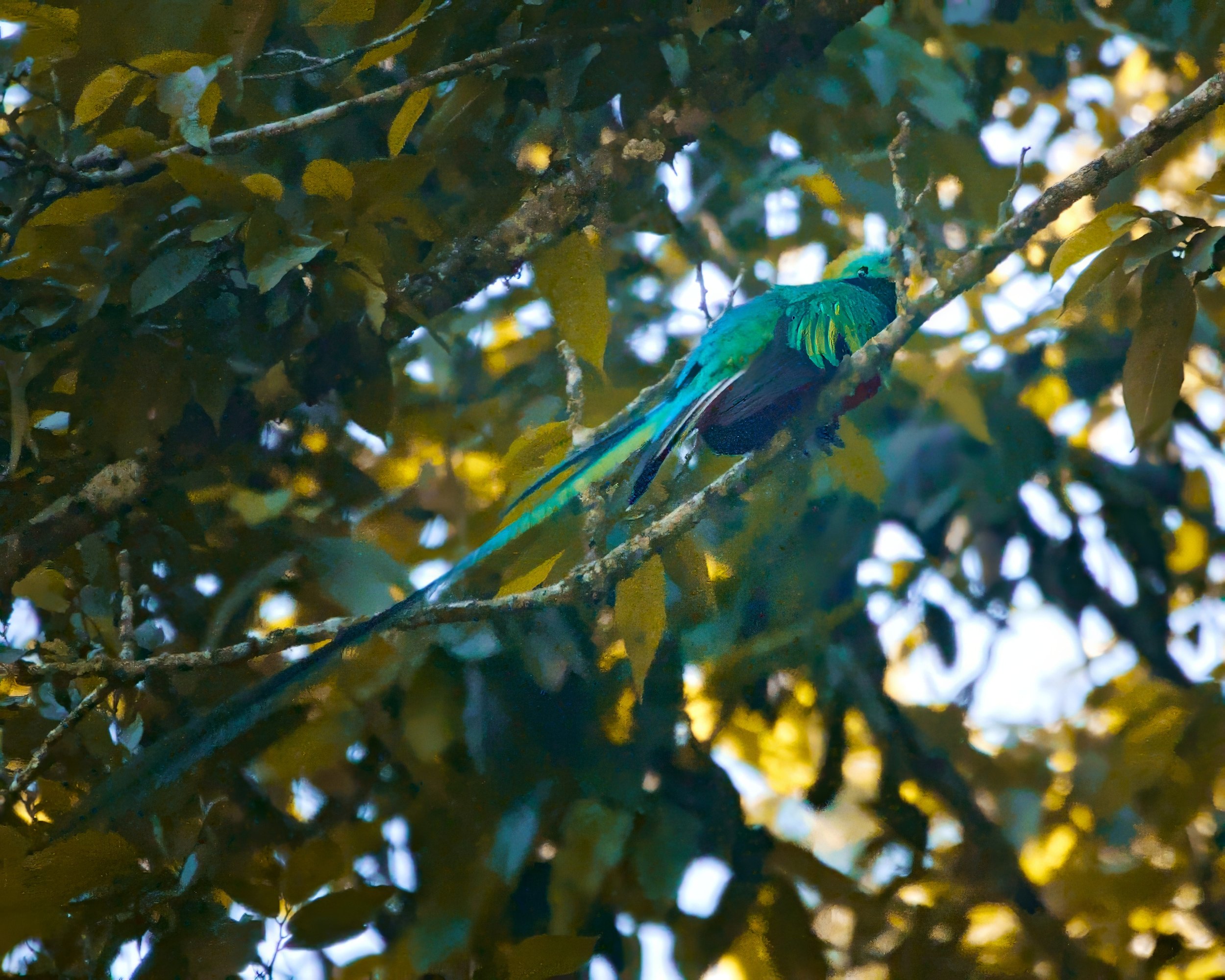 The reclusive replendant quetzal.