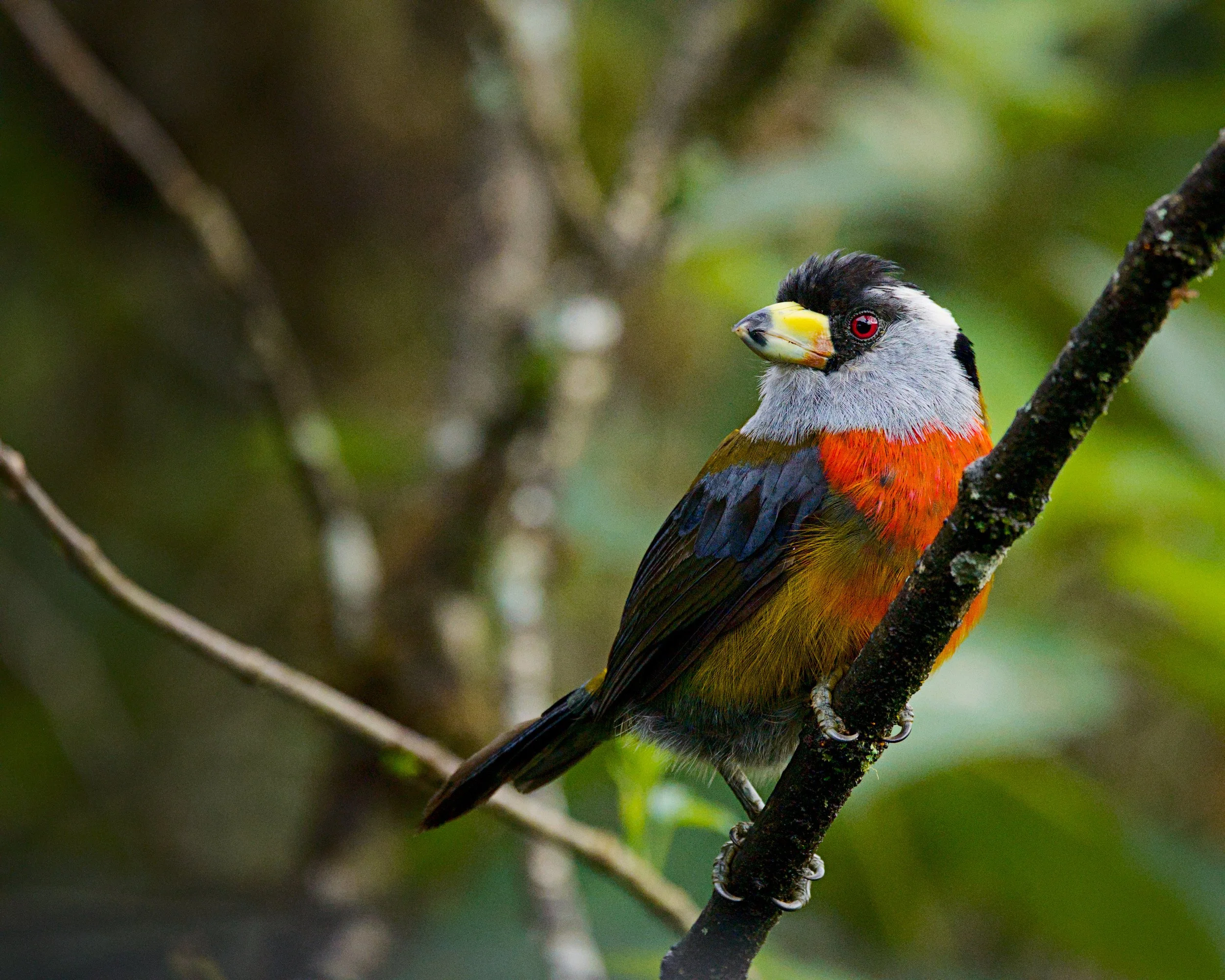 A toucan barbet takes a chill moment.
